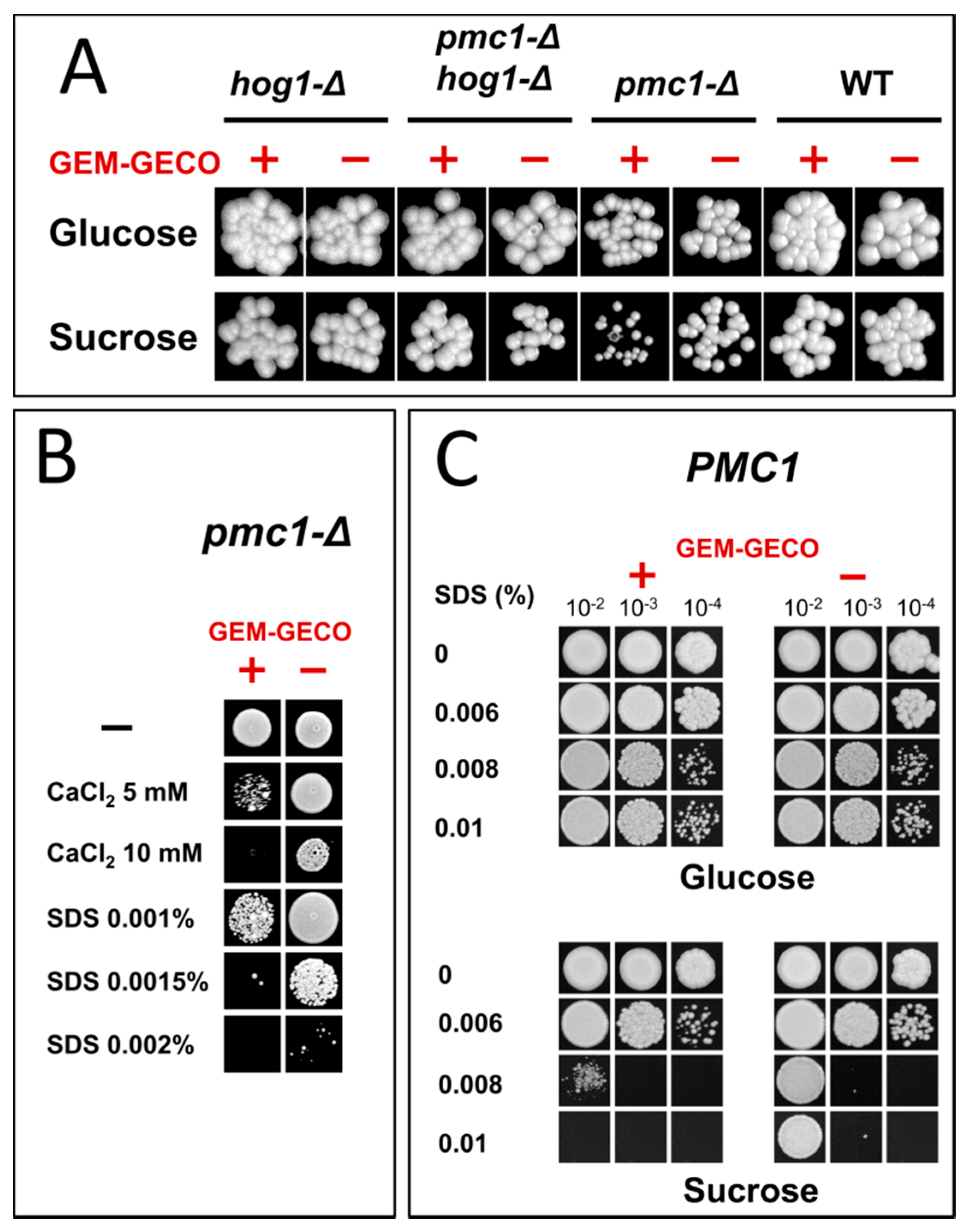 IJMS | Free Full-Text | The GEM-GECO Calcium Indicator Is Useable in  Ogataea parapolymorpha Yeast, but Aggravates Effects of Increased Cytosolic  Calcium Levels