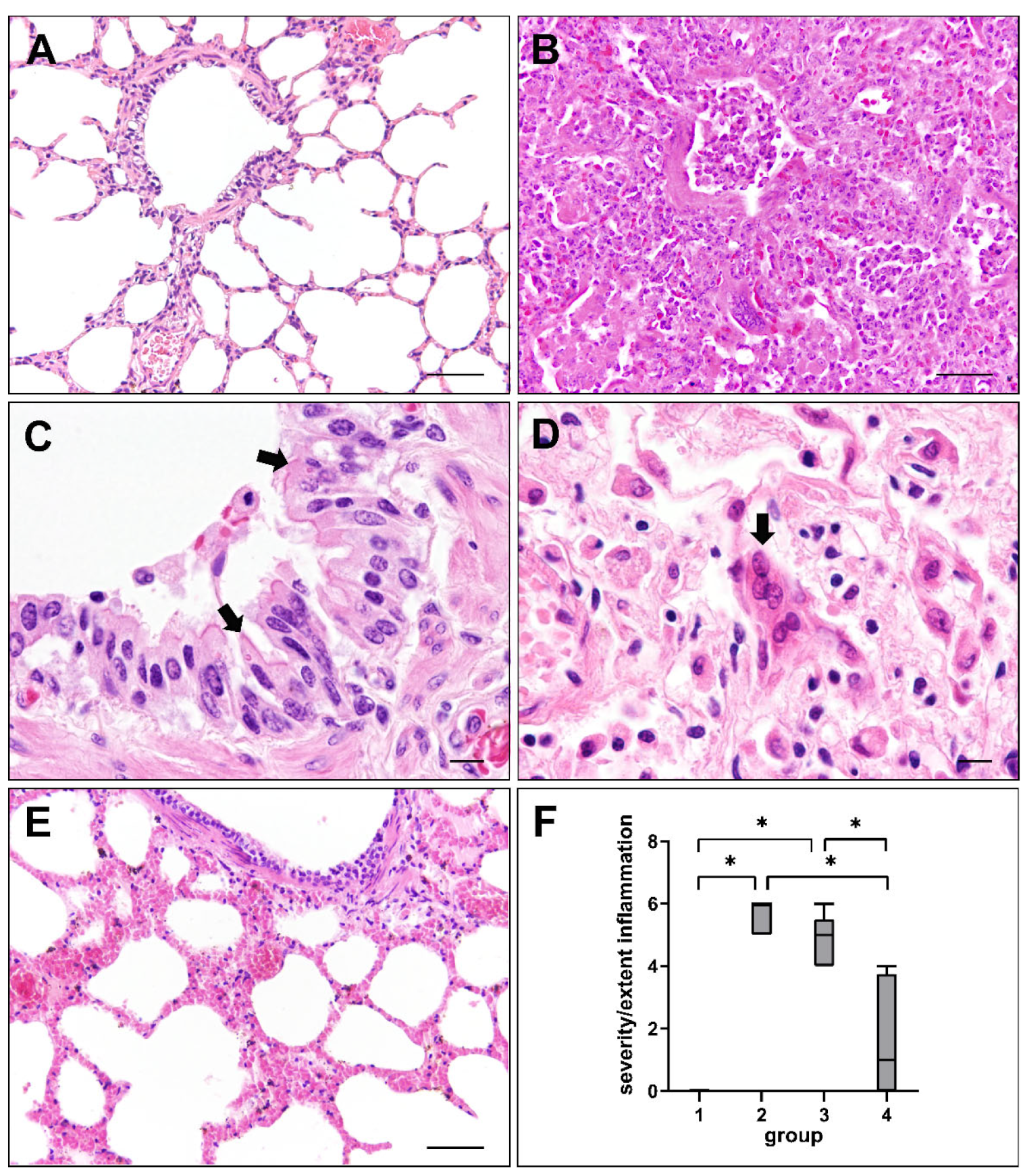 IJMS | Free Full-Text | Phenotypic and Transcriptional Changes of Pulmonary  Immune Responses in Dogs Following Canine Distemper Virus Infection