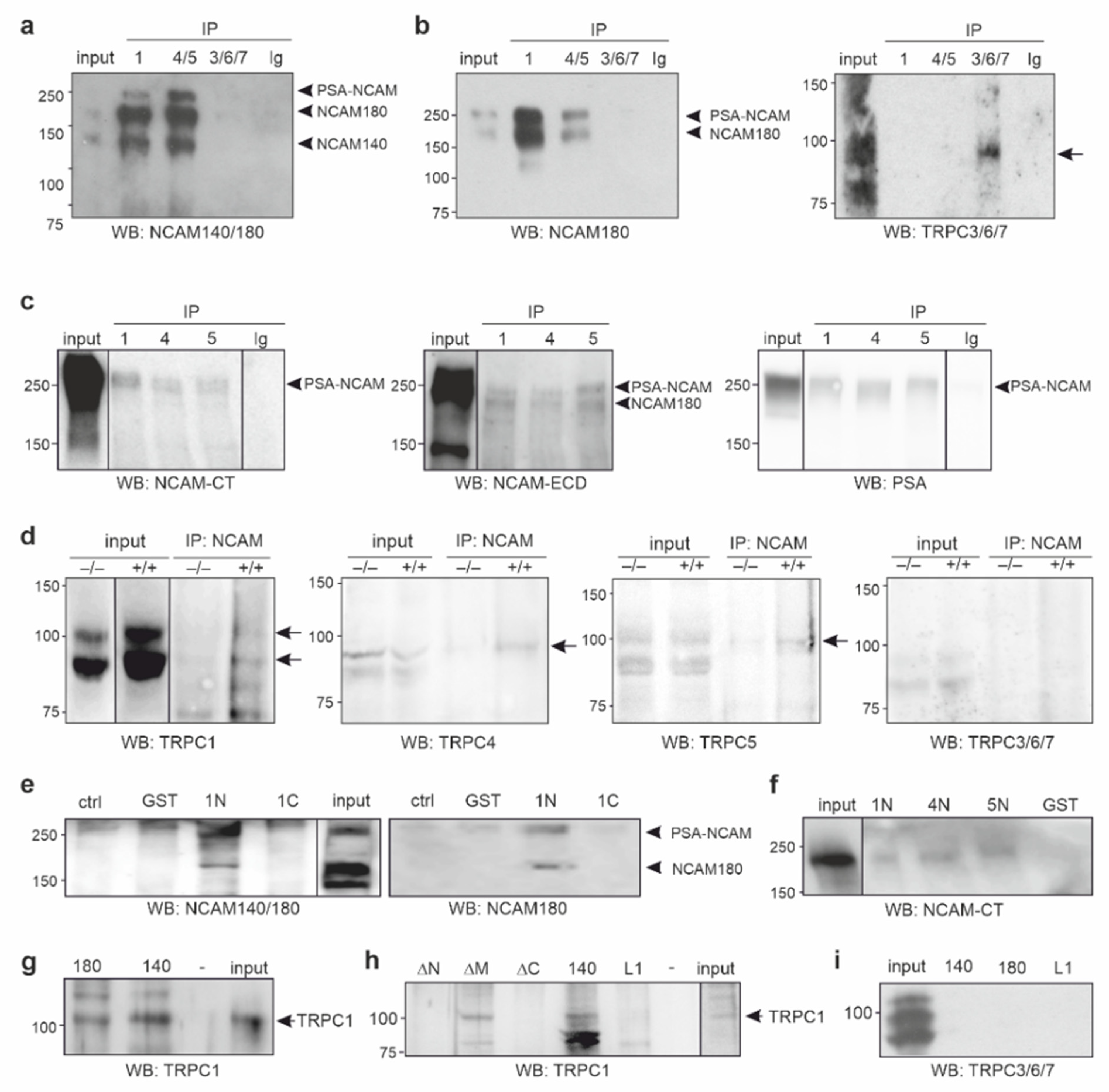 Ijms 23 10027 g001 Ijms 23 10027 g001