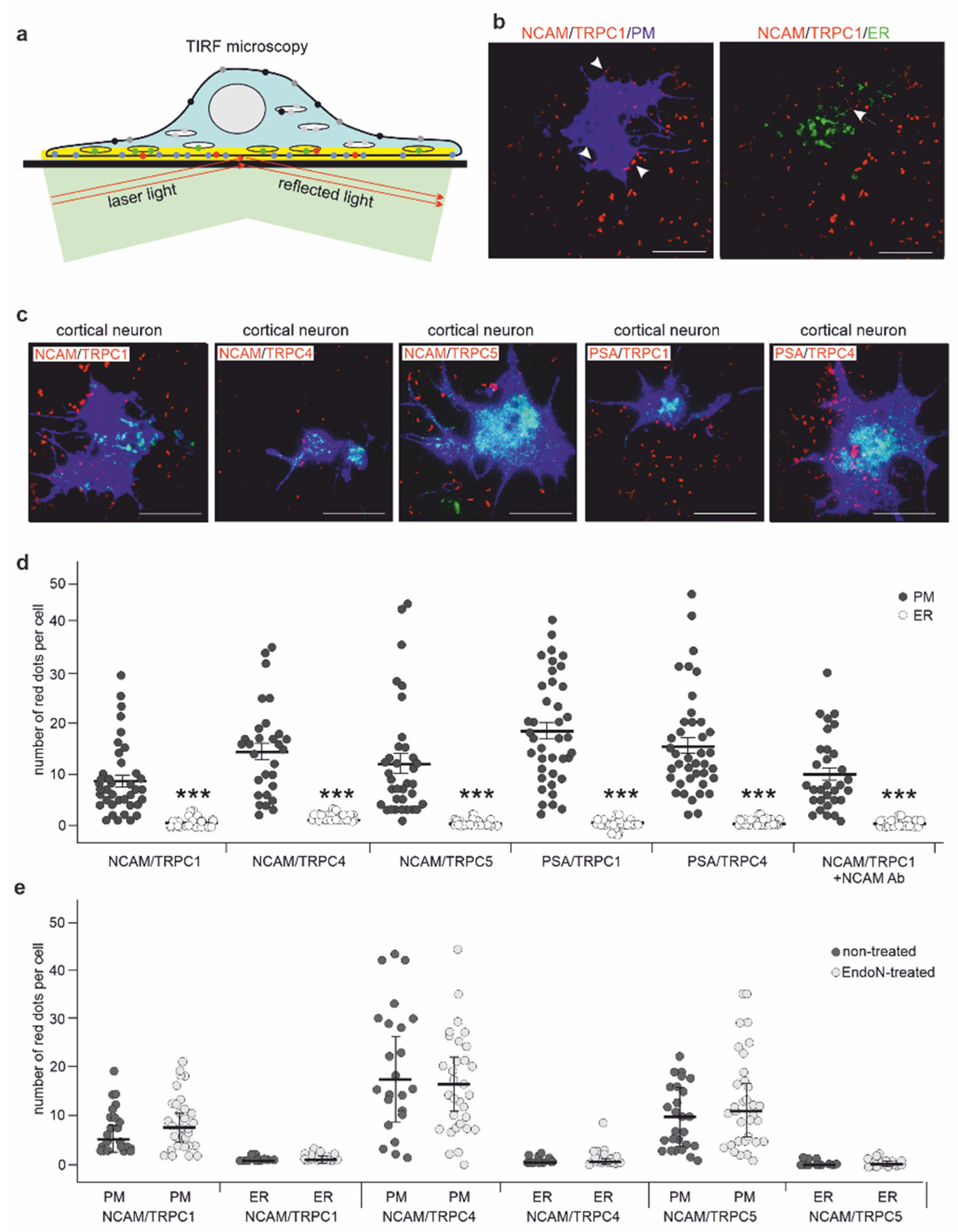 Ijms 23 10027 g007 Ijms 23 10027 g007