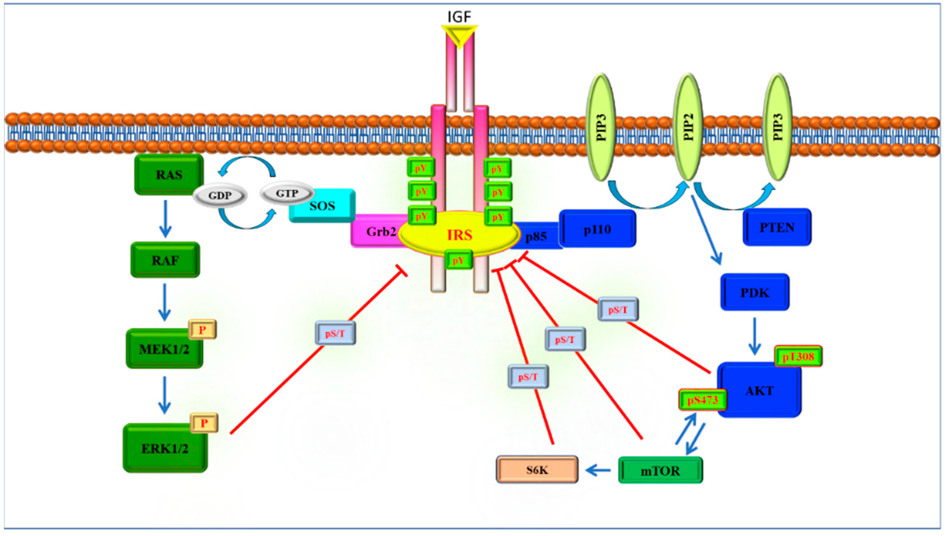 IJMS | Free Full-Text | The Role of Insulin Receptor Substrate Proteins in  Bronchopulmonary Dysplasia and Asthma: New Potential Perspectives