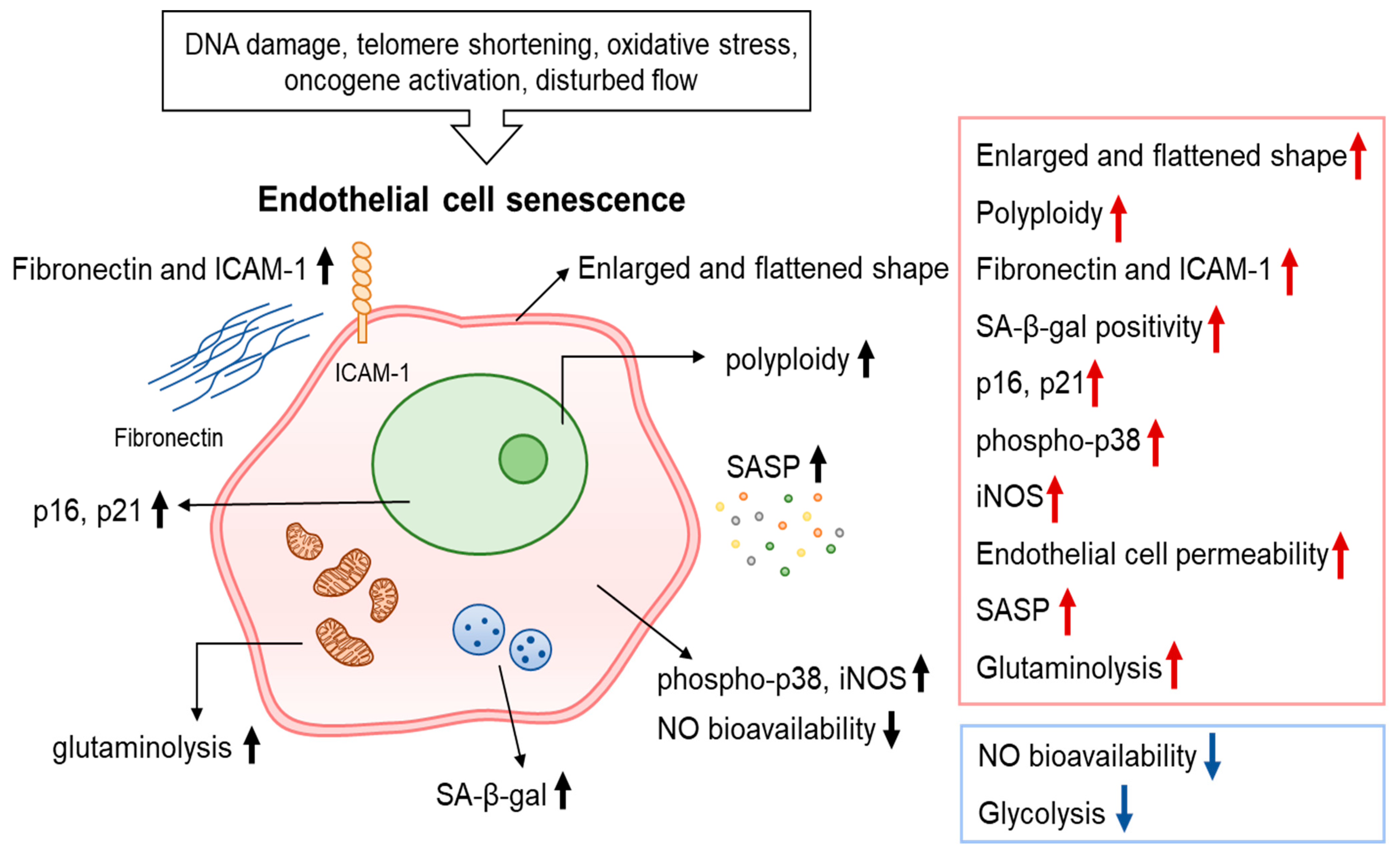 Ijms Free Full Text Factors And Pathways Modulating Endothelial Cell Senescence In Vascular