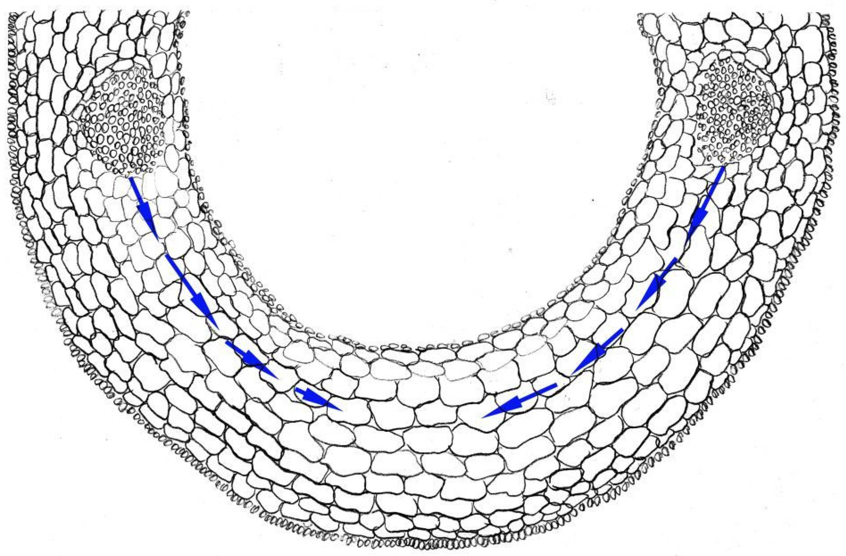 Ijms 23 10159 g001 Ijms 23 10159 g001