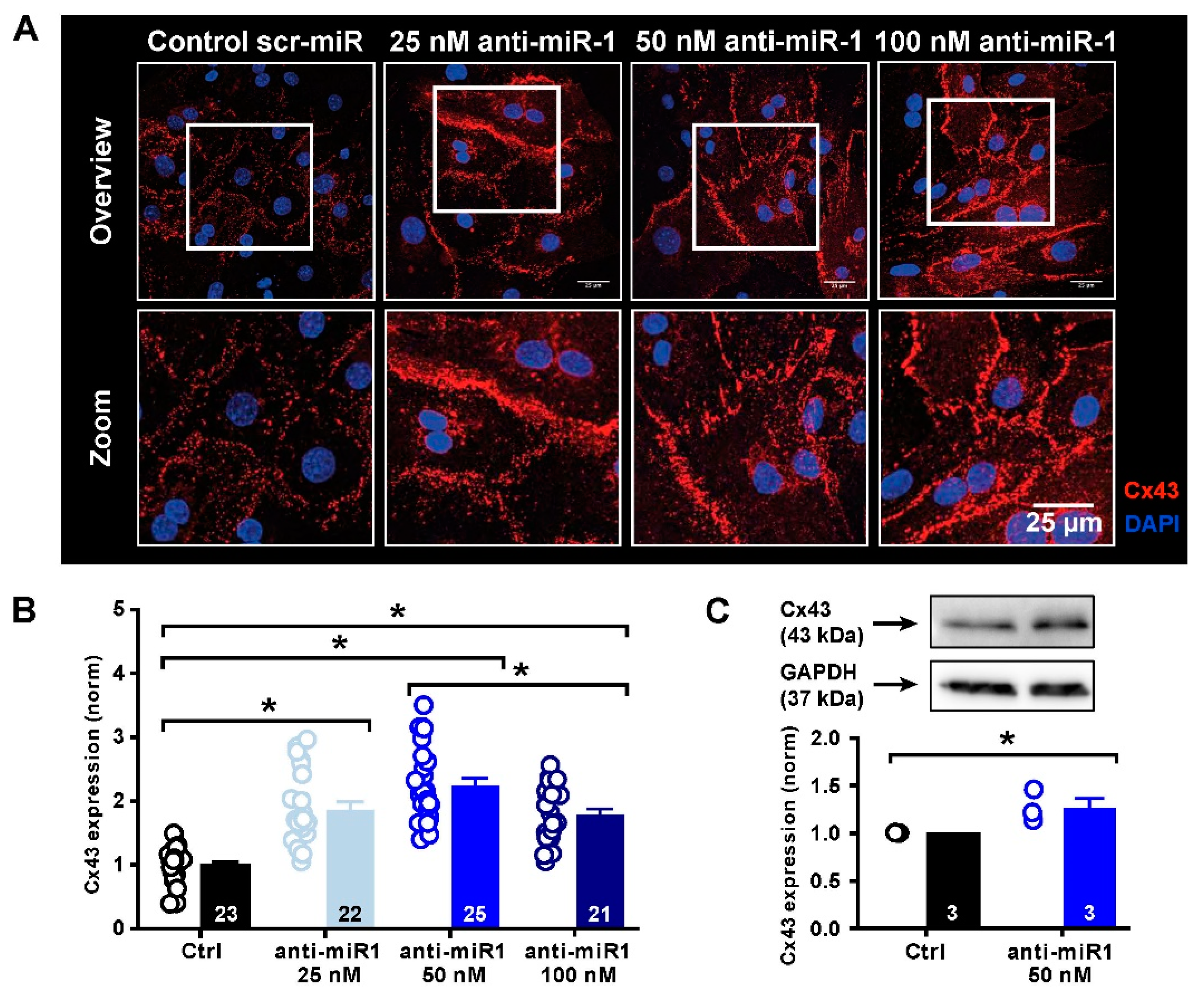 Ijms 23 10174 g005 Ijms 23 10174 g005