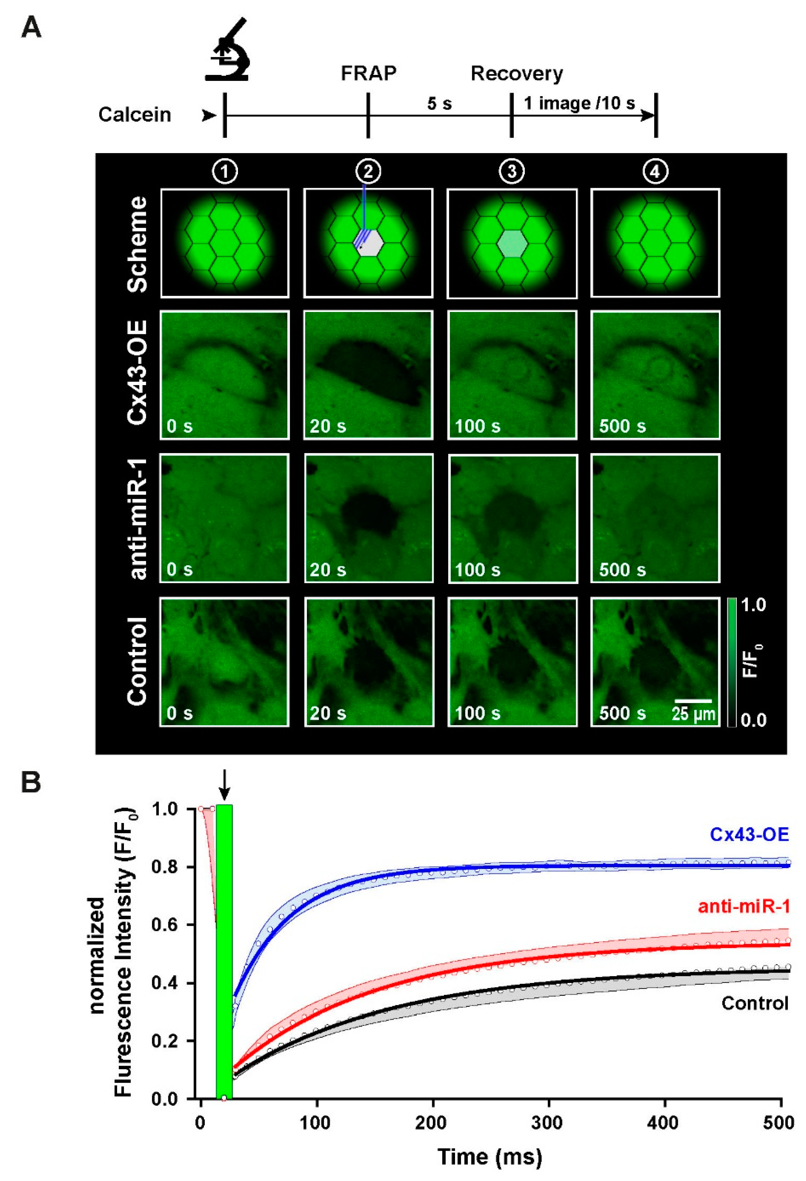 Ijms 23 10174 g006 Ijms 23 10174 g006