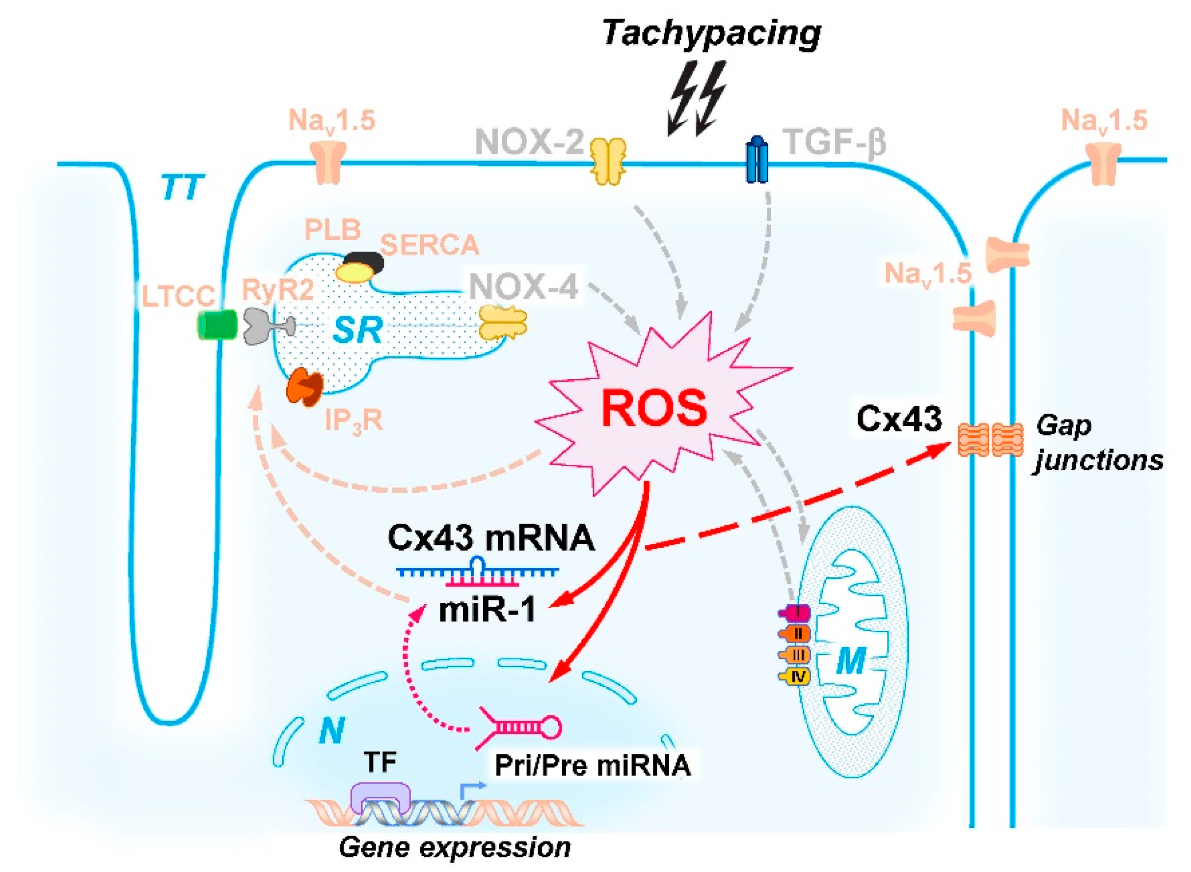 Ijms 23 10174 g007 Ijms 23 10174 g007