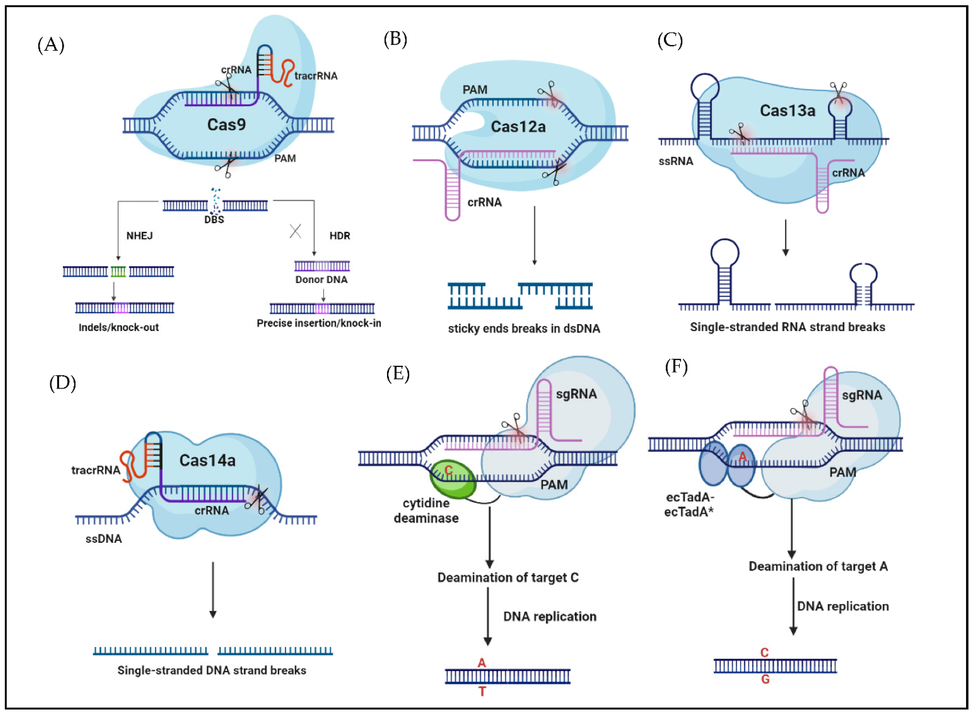 IJMS | Free Full-Text | CRISPR-Based Genome Editing And Its ...