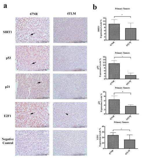 IJMS | Free Full-Text | SIRT1/FOXO Signaling Pathway In Breast Cancer ...