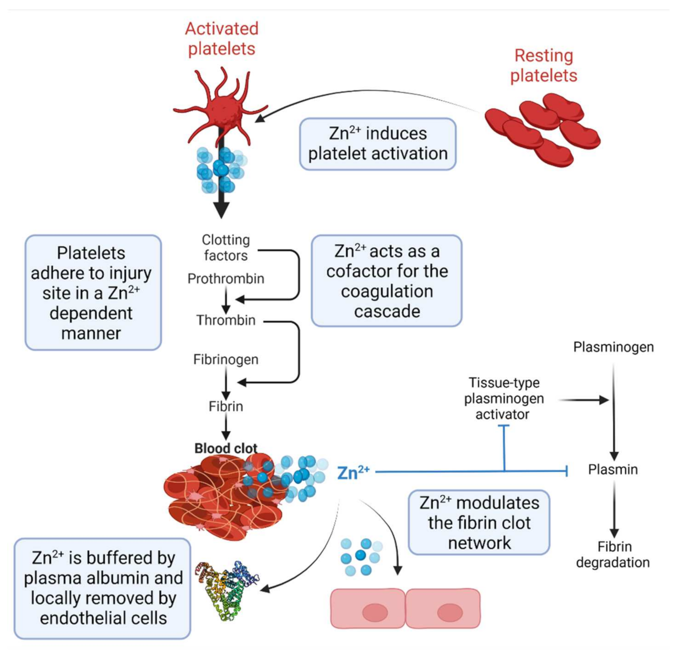 IJMS | Free Full-Text | Strategies for Therapeutic Amelioration of Aberrant  Plasma Zn2+ Handling in Thrombotic Disease: Targeting Fatty Acid/Serum  Albumin-Mediated Effects