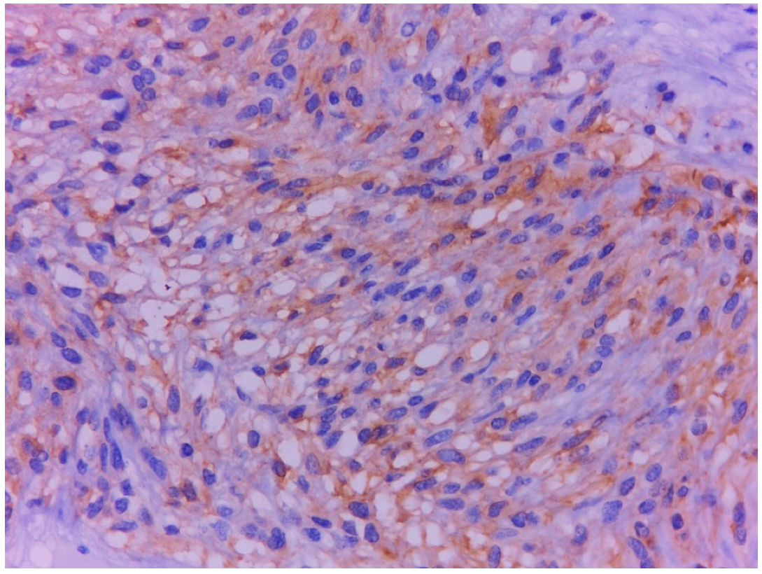 Ijms 23 10351 g012 Ijms 23 10351 g012