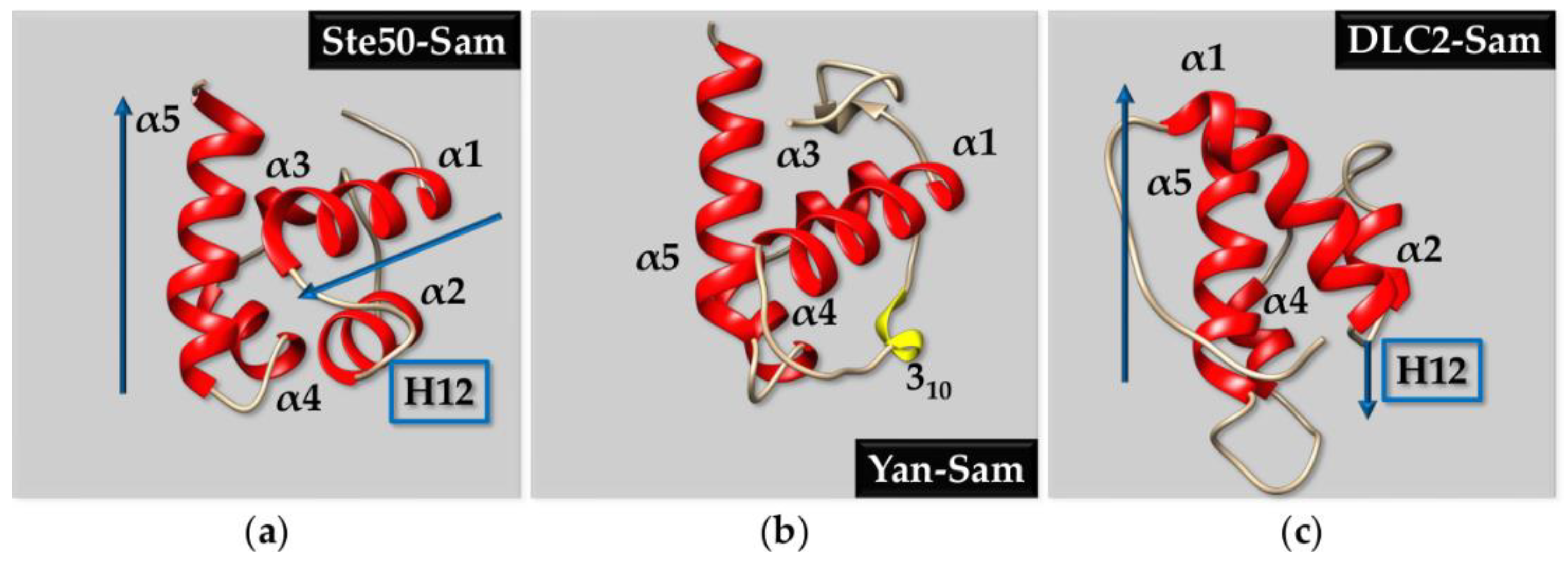 IJMS | Free Full-Text | Hunting for Novel Routes in Anticancer Drug  Discovery: Peptides against Sam-Sam Interactions