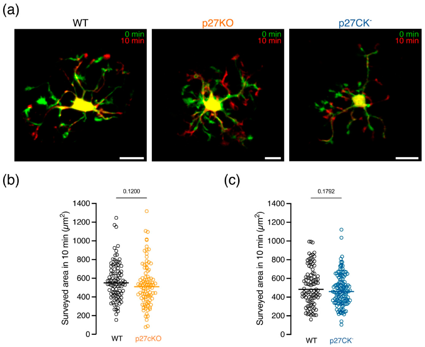Ijms 23 10432 g003 Ijms 23 10432 g003