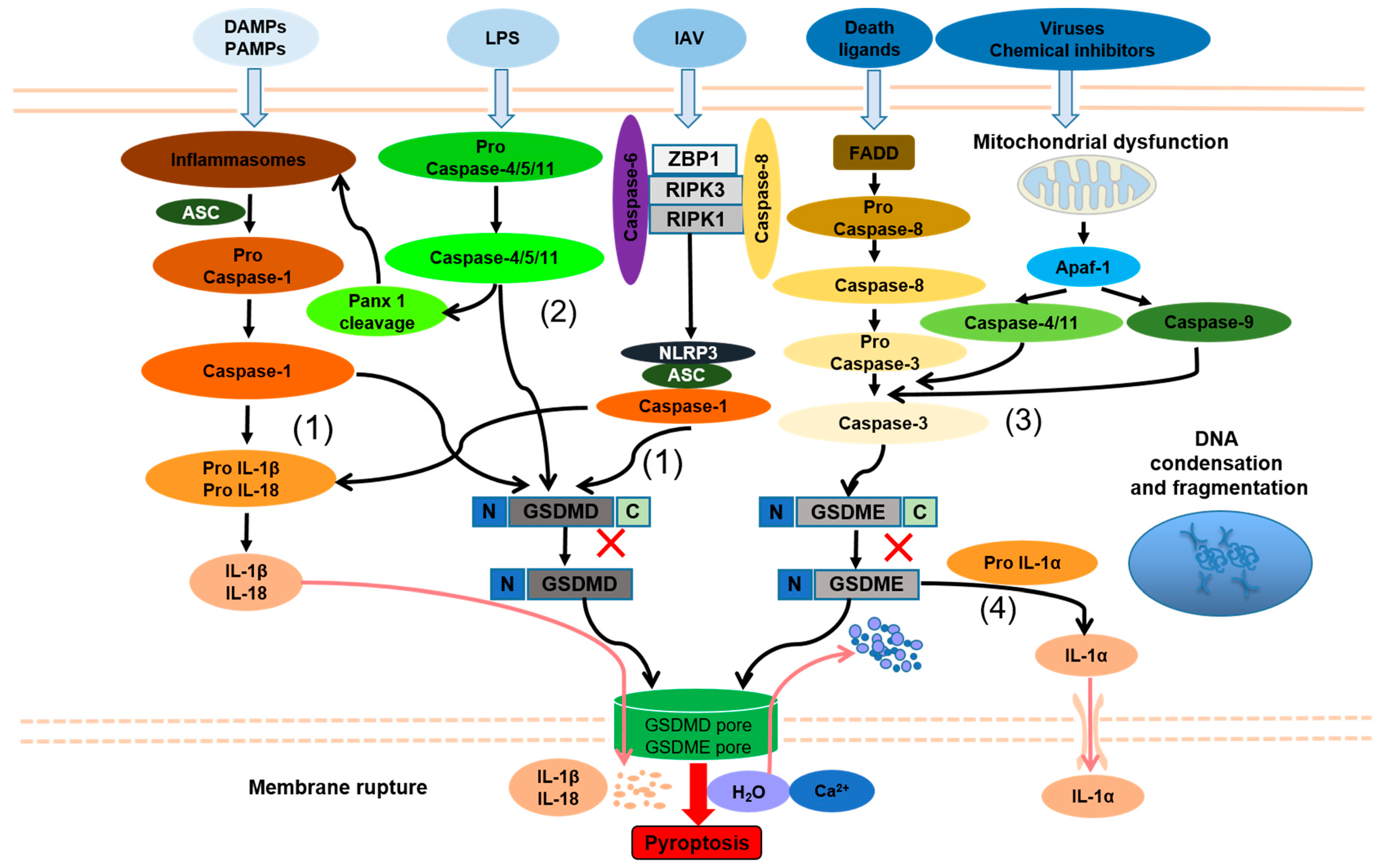 Ijms 23 10453 g002 Ijms 23 10453 g002