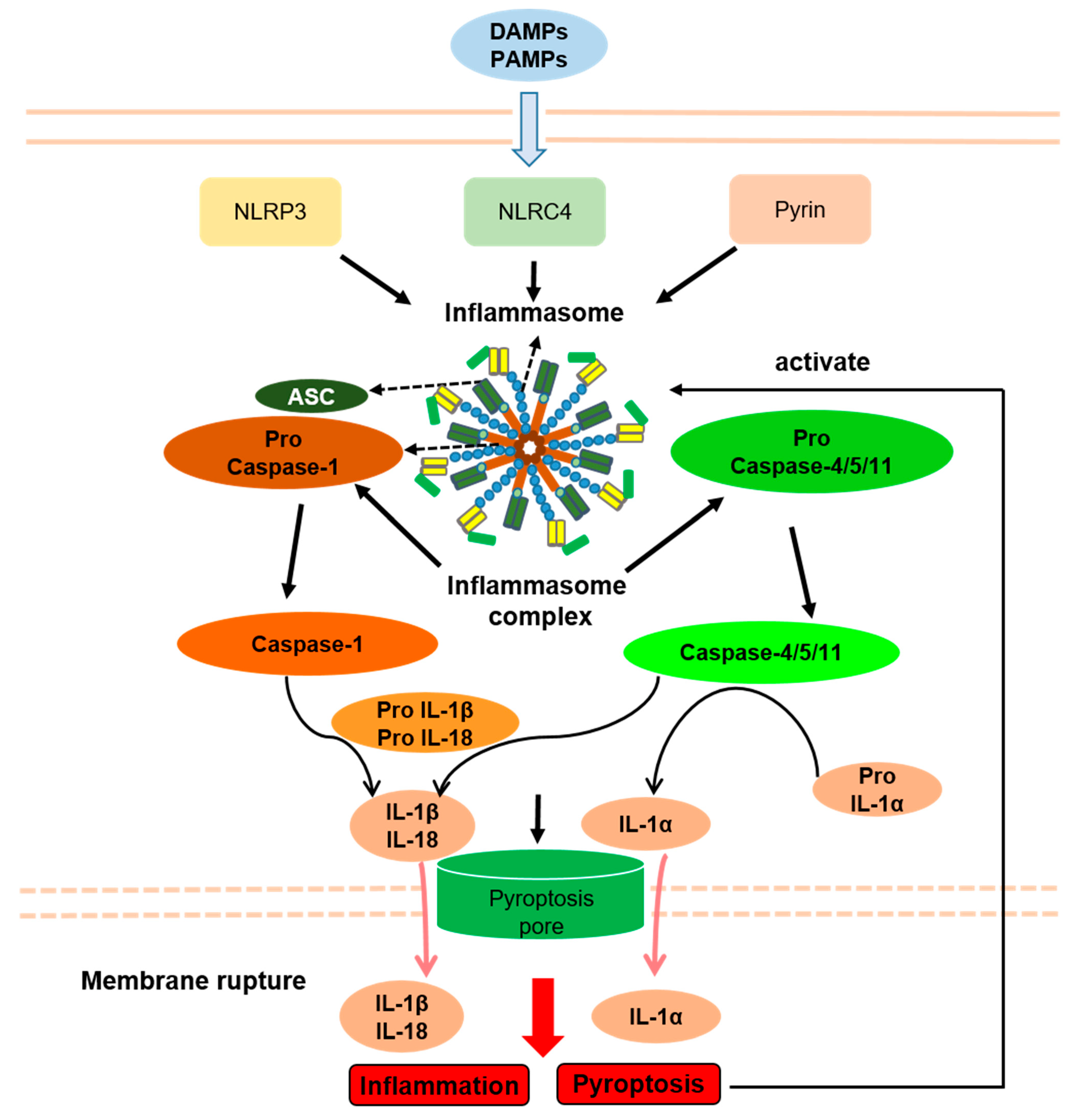 Ijms 23 10453 g003 Ijms 23 10453 g003