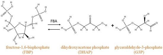 fructose 1 6 bisphosphatase