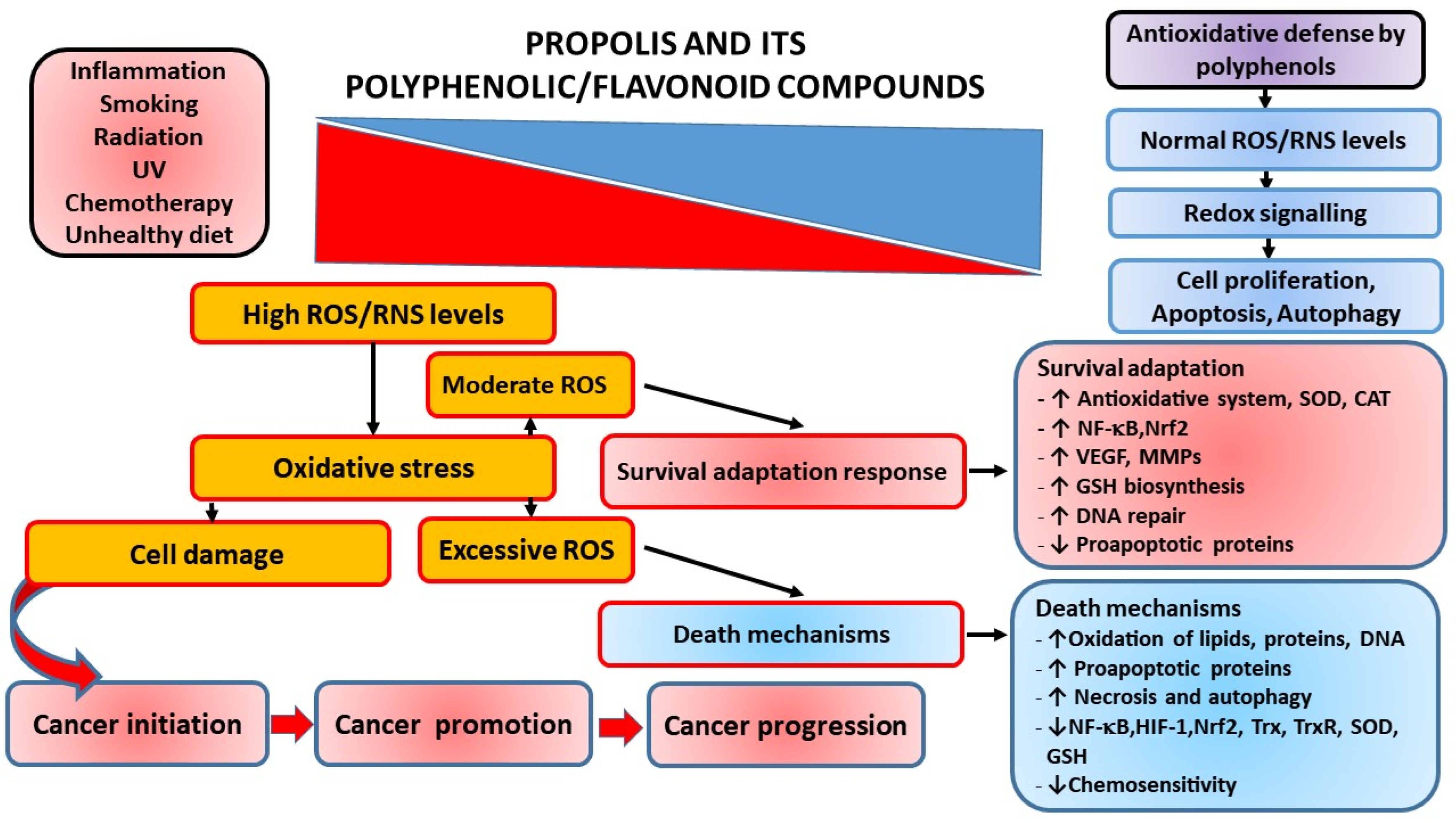 IJMS | Free Full-Text | Molecular and Cellular Mechanisms of Propolis and  Its Polyphenolic Compounds against Cancer