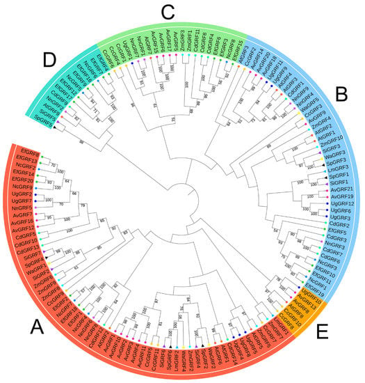 Genome-Wide Analysis of the Growth-Regulating Factor (GRF) Family in ...