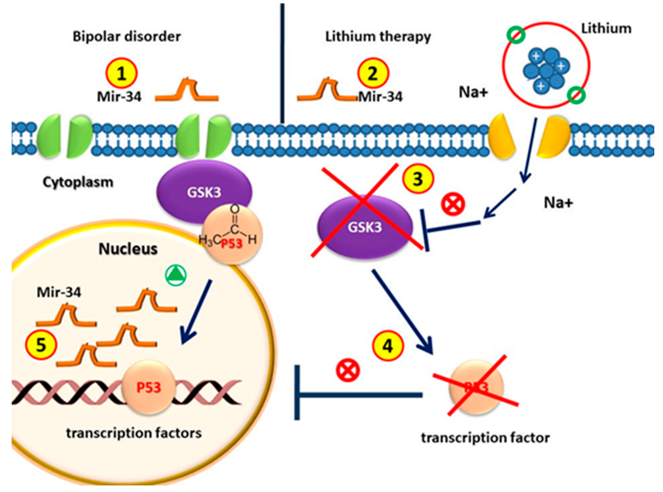 Ijms 23 10489 g003 Ijms 23 10489 g003