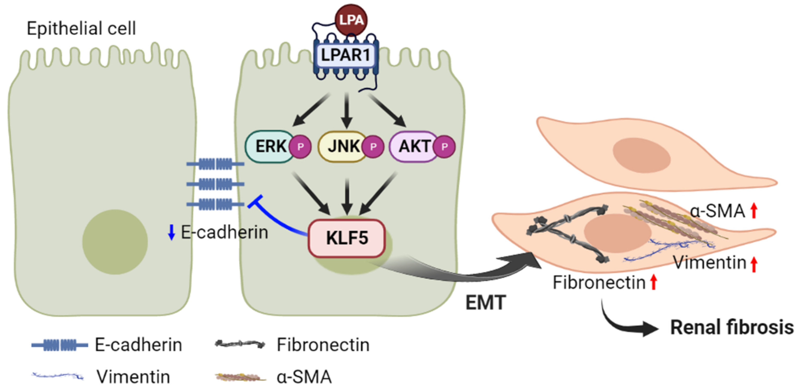 IJMS | Free Full-Text | Lysophosphatidic Acid Promotes Epithelial ...