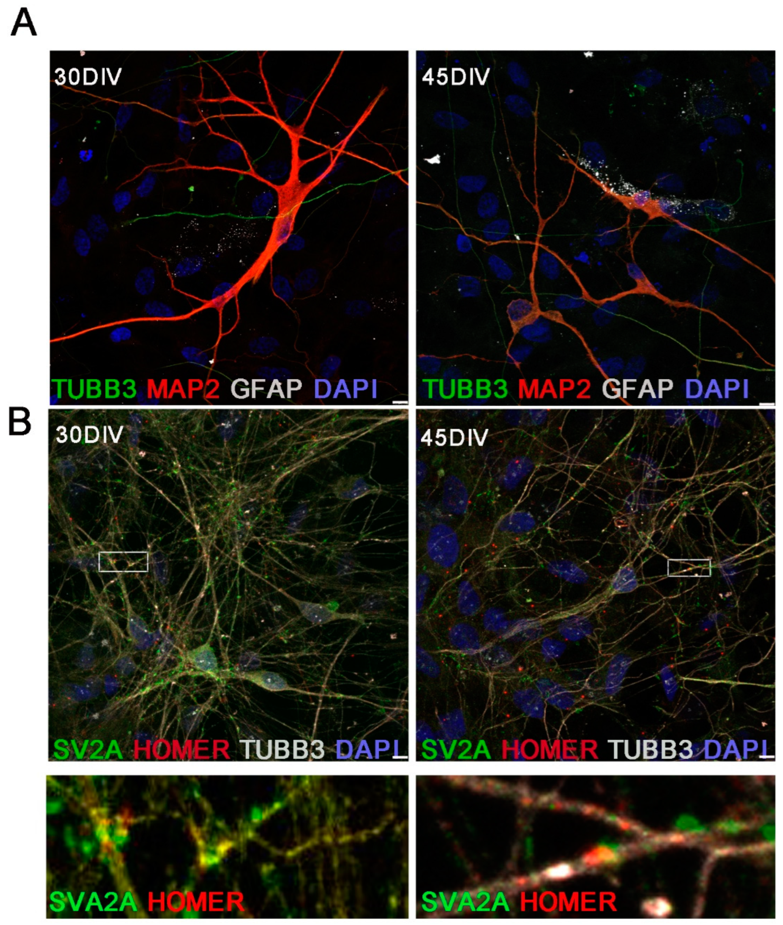 Ijms 23 10545 g005 Ijms 23 10545 g005