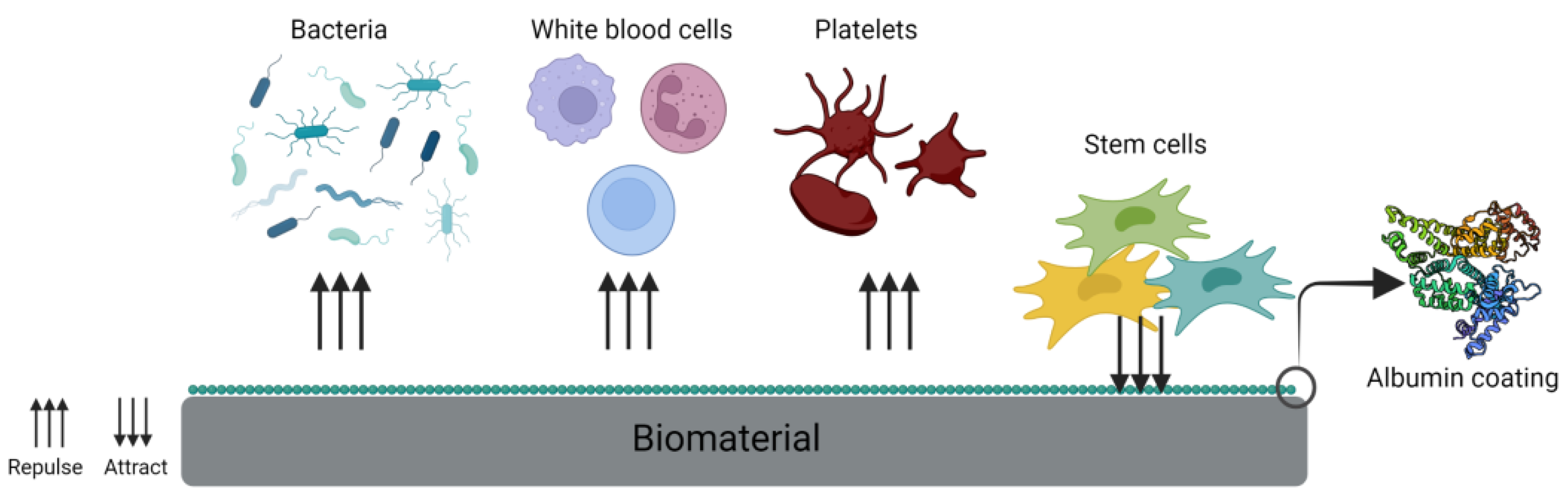 Ijms 23 10557 g003 Ijms 23 10557 g003