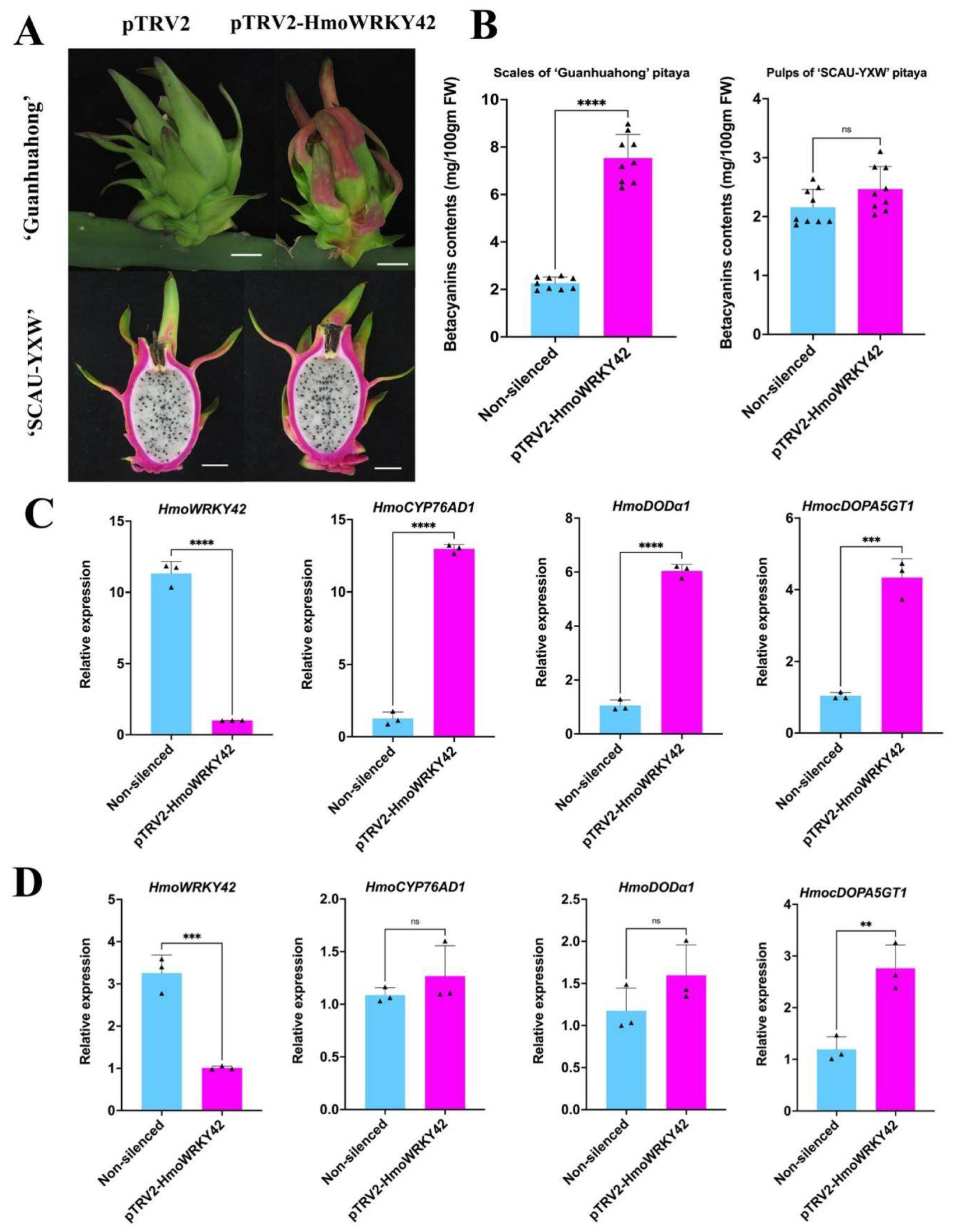 Frontiers  Identification of WRKY gene family members in amaranth based on  a transcriptome database and functional analysis of AtrWRKY42-2 in betalain  metabolism