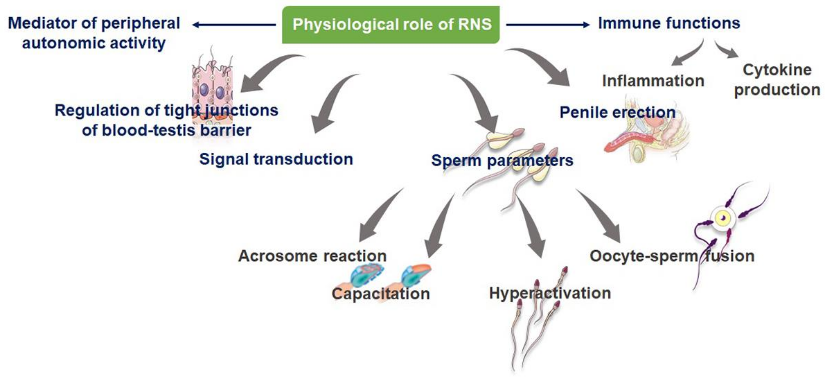 Ijms Free Full Text Reactive Nitrogen Species And Male Reproduction Physiological And 1223