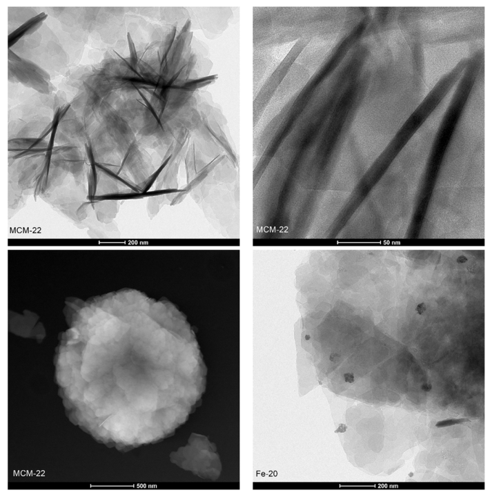 Ijms 23 10754 g007a Ijms 23 10754 g007a