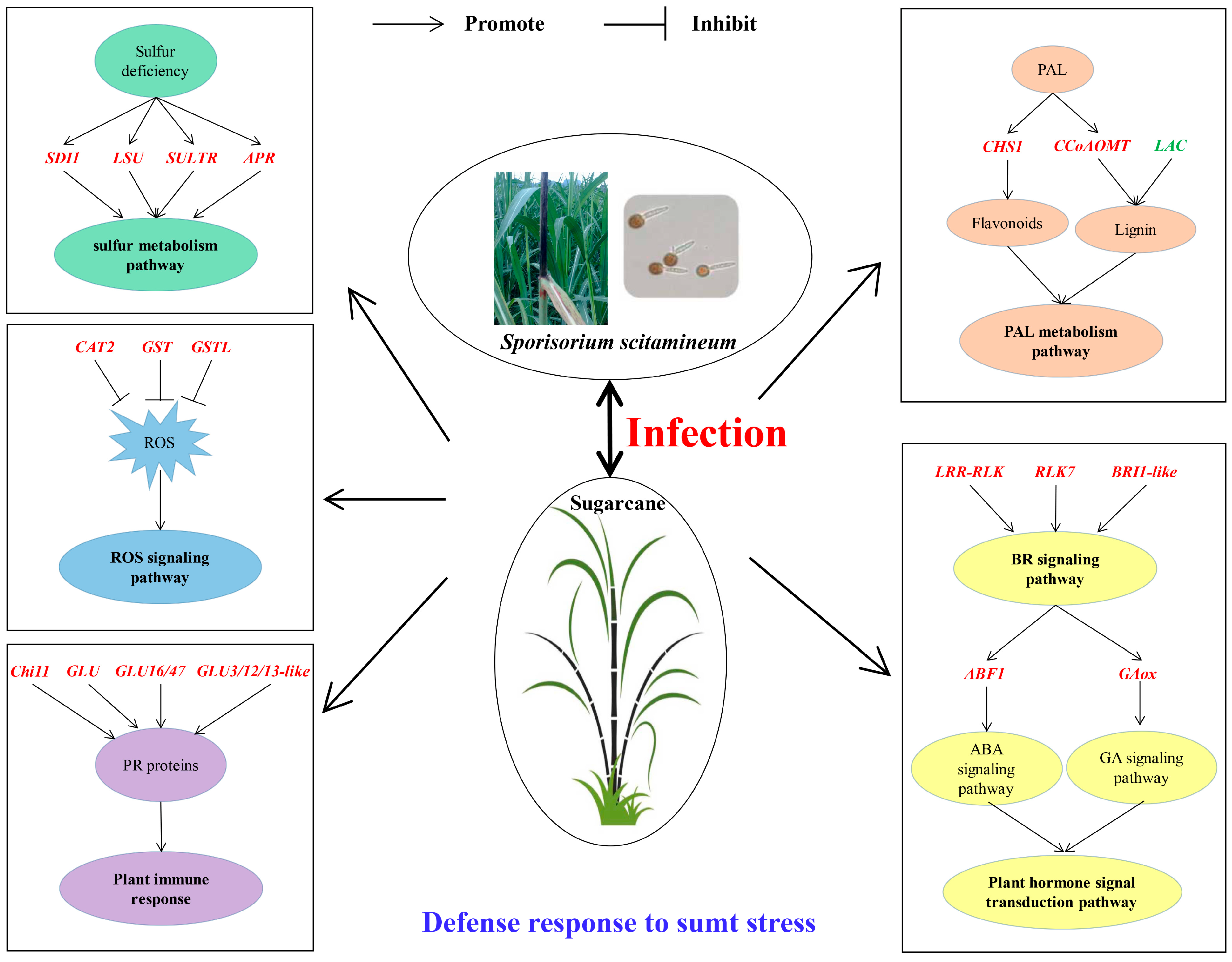 Ijms 23 10770 g010 Ijms 23 10770 g010