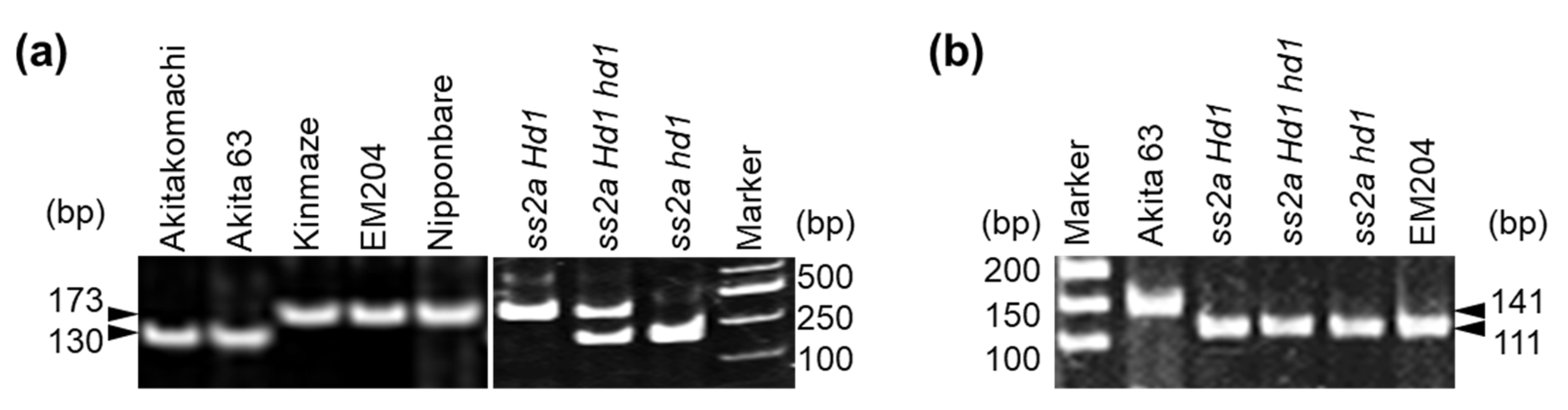 Ijms 23 10783 g003 Ijms 23 10783 g003