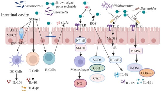 IJMS | Free Full-Text | Research Progress on the Protective Effect of ...