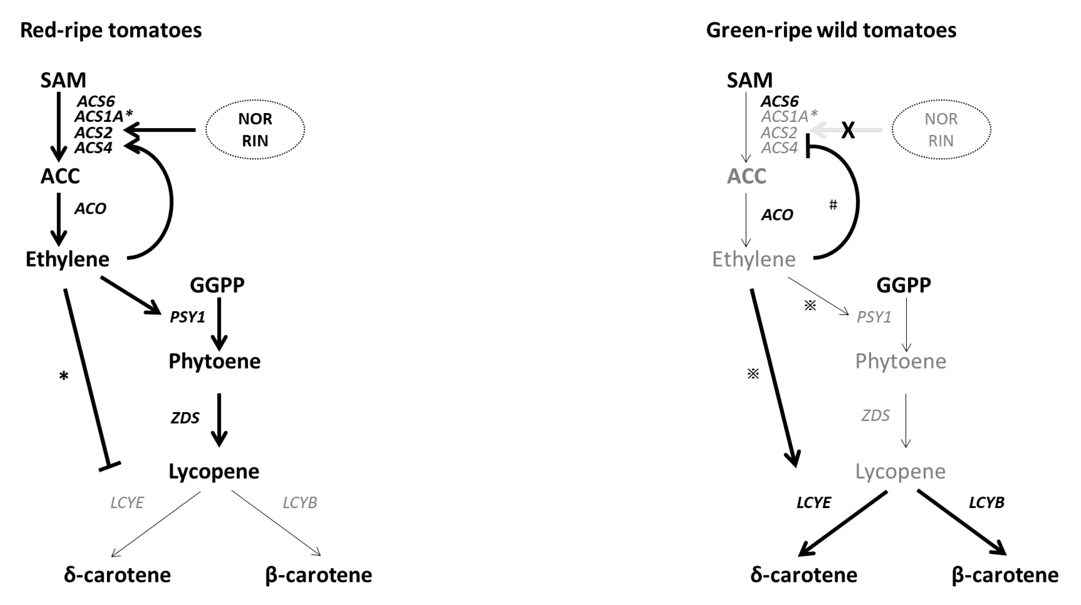 Ijms 23 10788 g006 Ijms 23 10788 g006