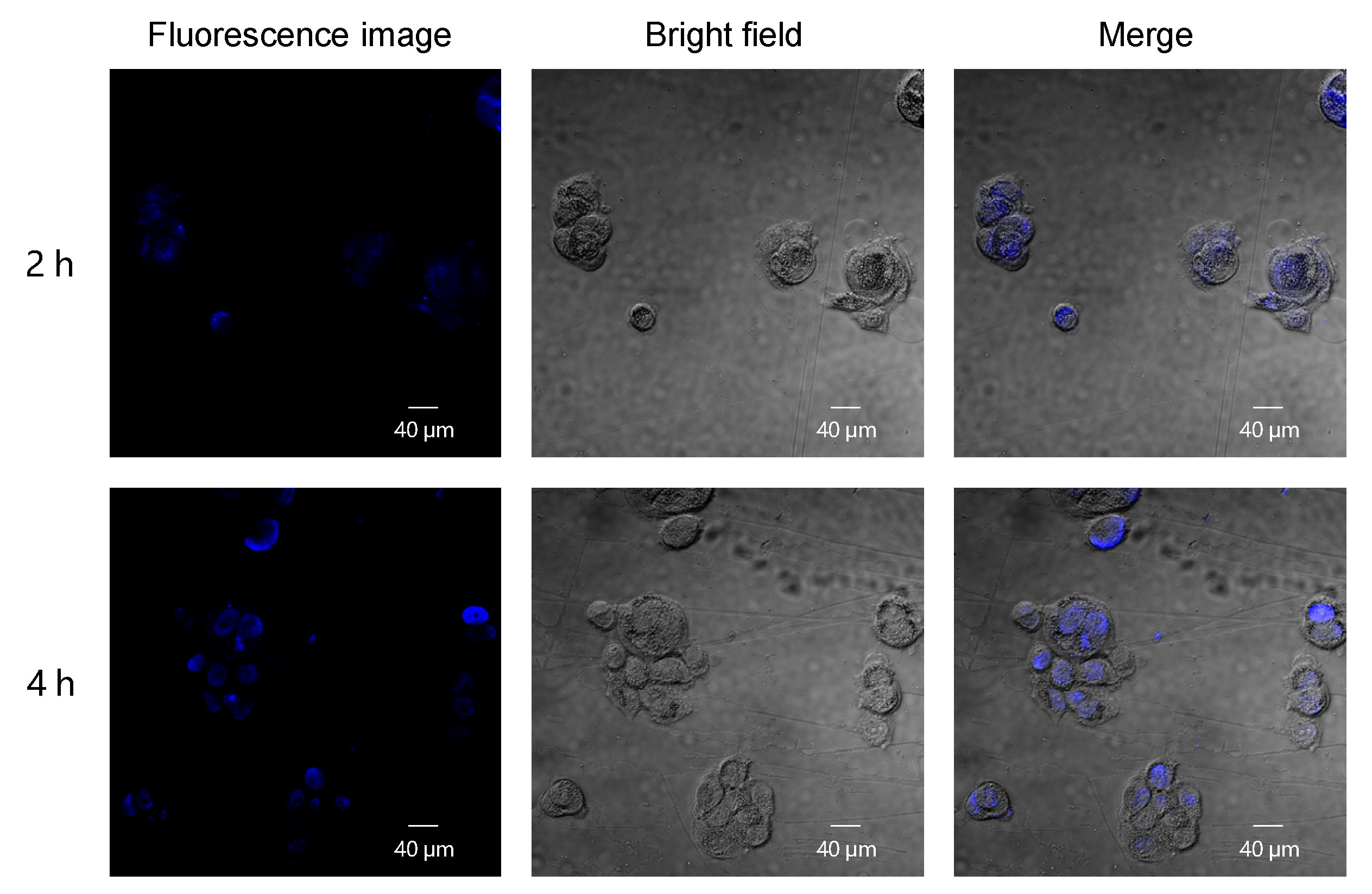 Ijms 23 10801 g004 Ijms 23 10801 g004