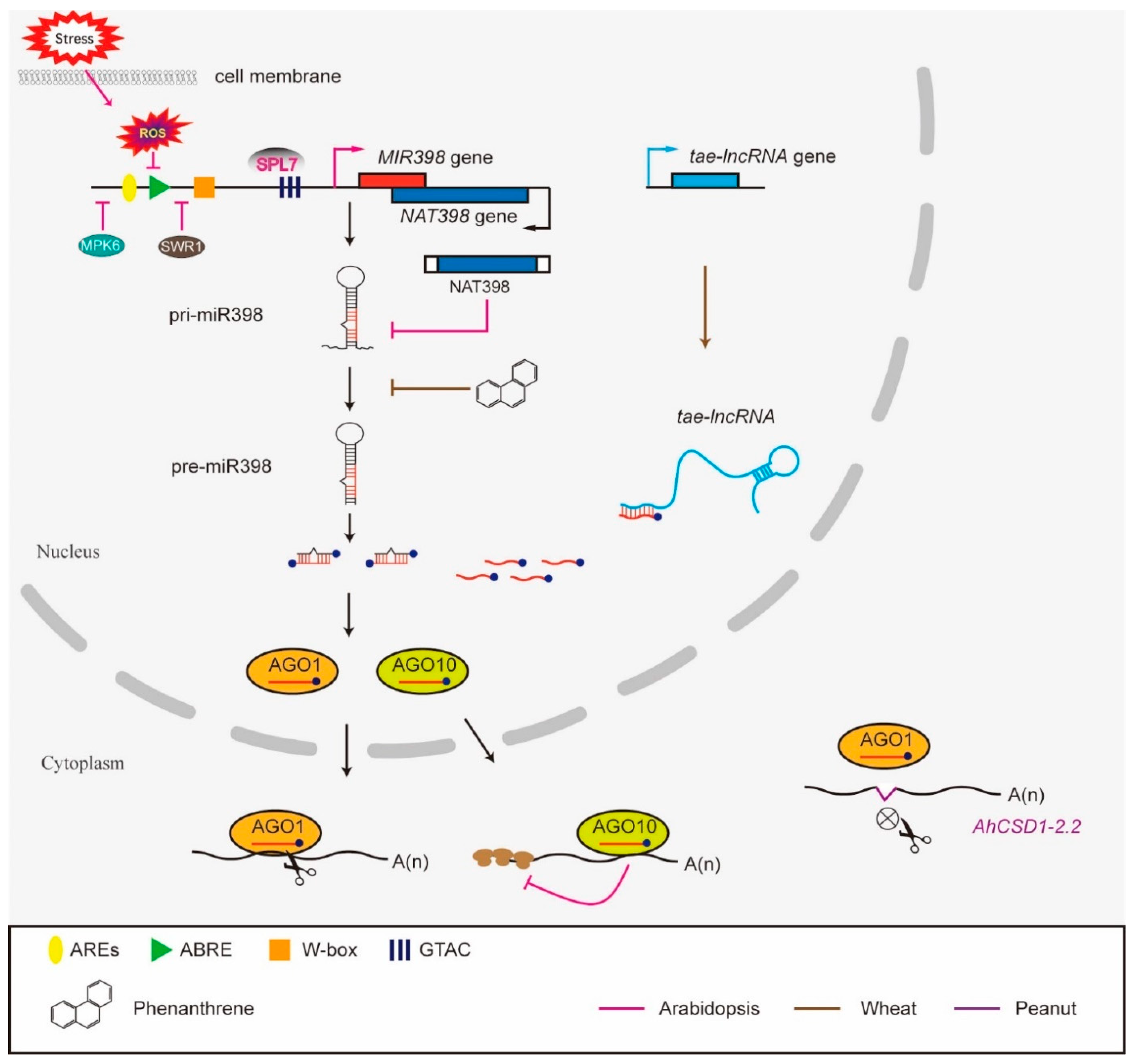 IJMS Free Full Text MicroRNA398 A Master Regulator of Plant