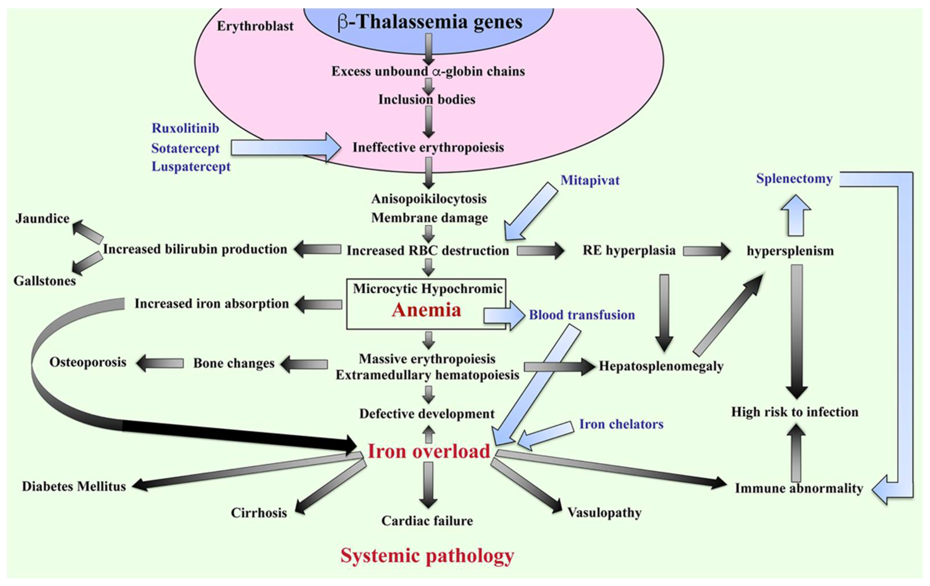Ijms 23 10811 g002 Ijms 23 10811 g002