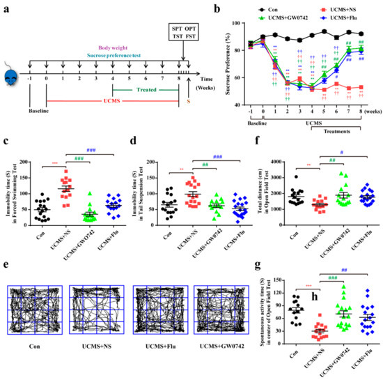 IJMS | Free Full-Text | Activating PPAR&beta;/&delta; Protects against  Endoplasmic Reticulum Stress-Induced Astrocytic Apoptosis via  UCP2-Dependent Mitophagy in Depressive Model