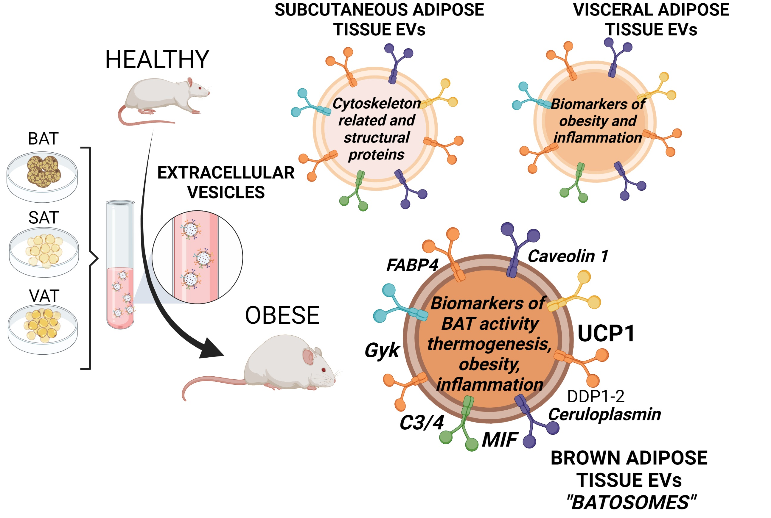 IJMS | Free Full-Text | Brown Adipose Tissue Sheds Extracellular Vesicles  That Carry Potential Biomarkers of Metabolic and Thermogenesis Activity  Which Are Affected by High Fat Diet Intervention | HTML