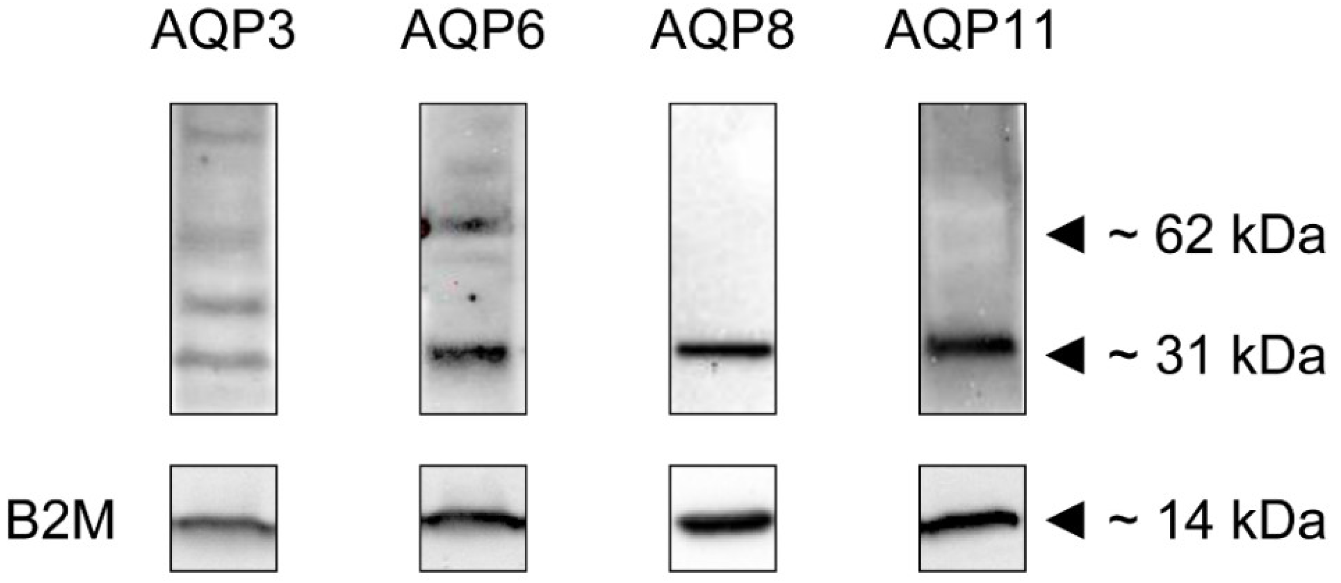 Ijms 23 10837 g002 Ijms 23 10837 g002