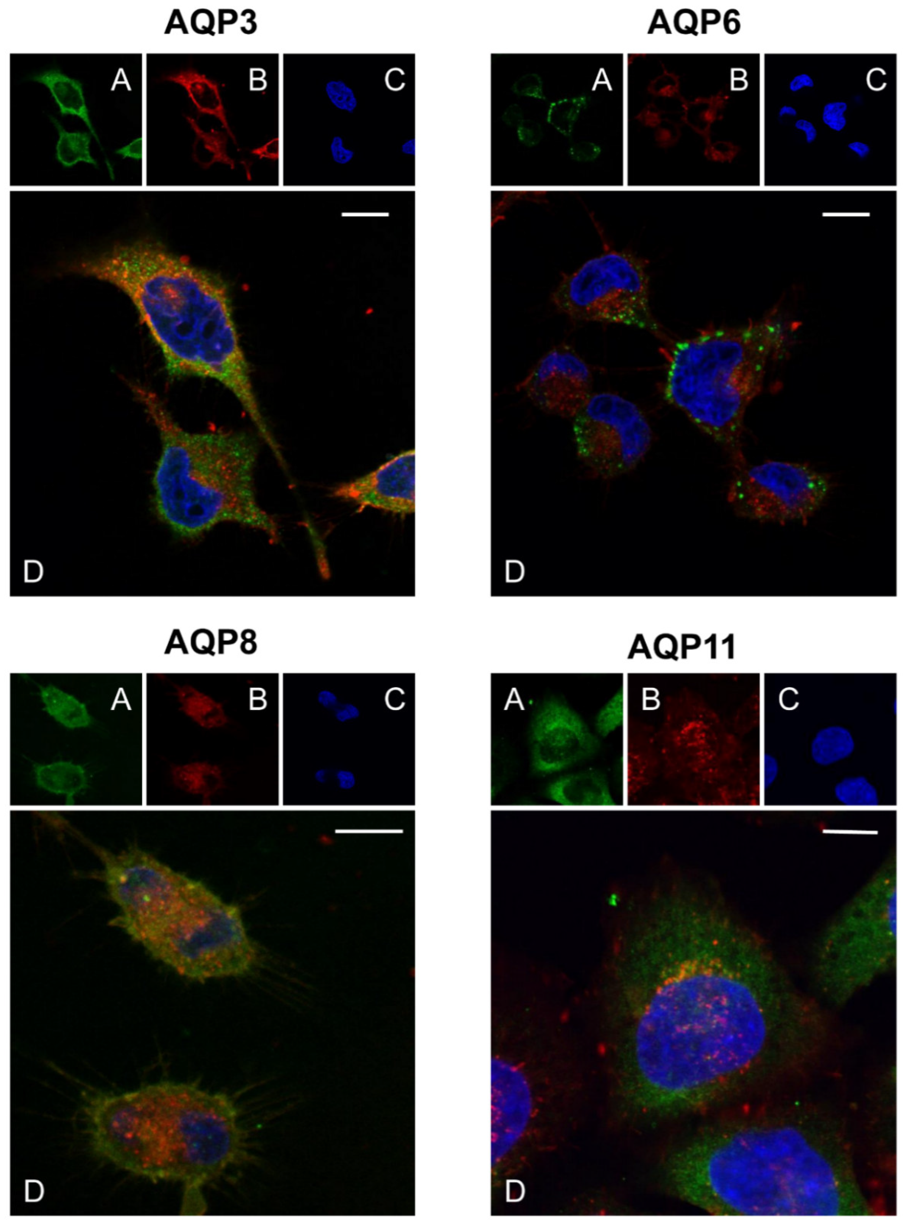 Ijms 23 10837 g003 Ijms 23 10837 g003