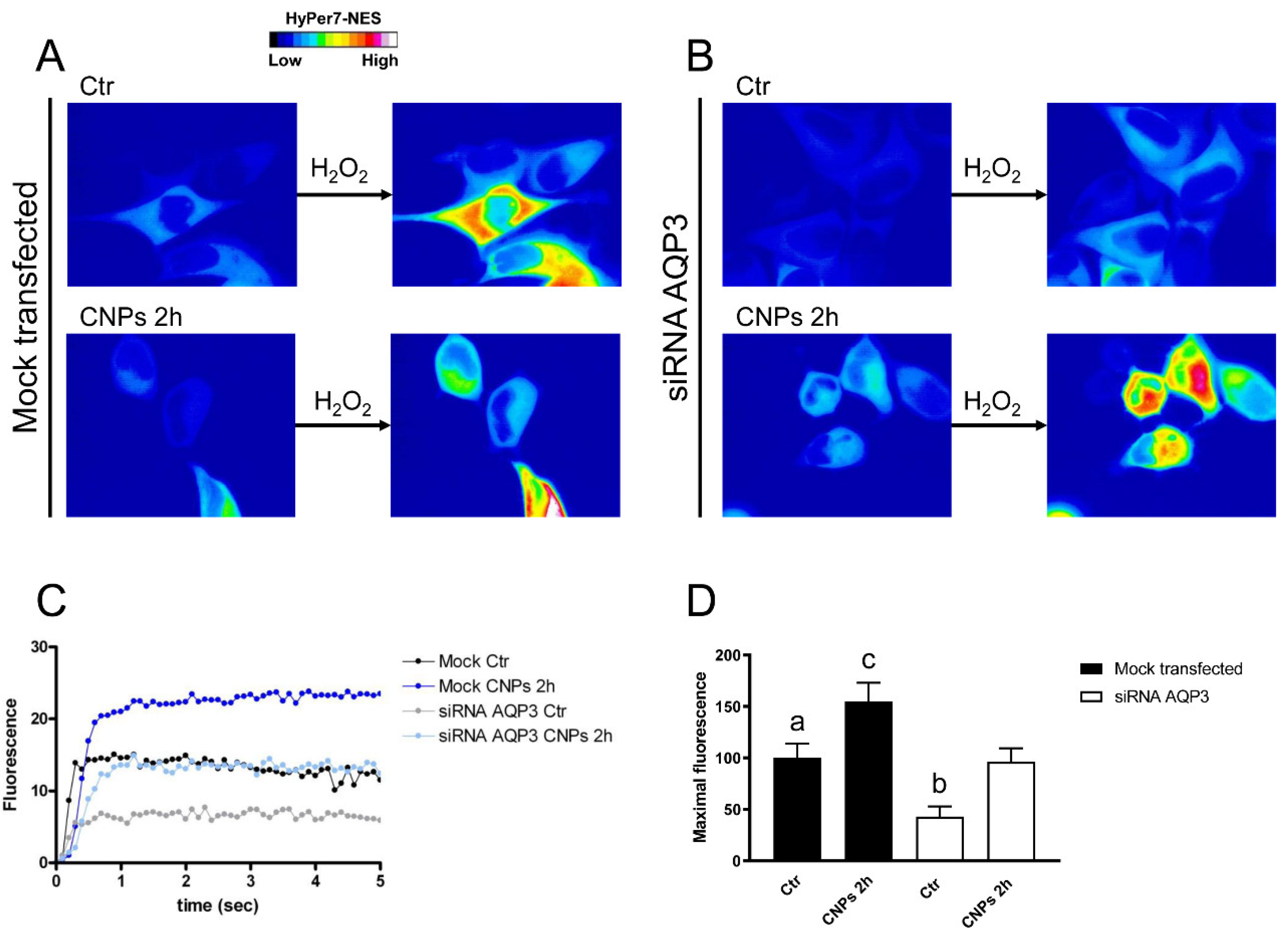 Ijms 23 10837 g007 Ijms 23 10837 g007