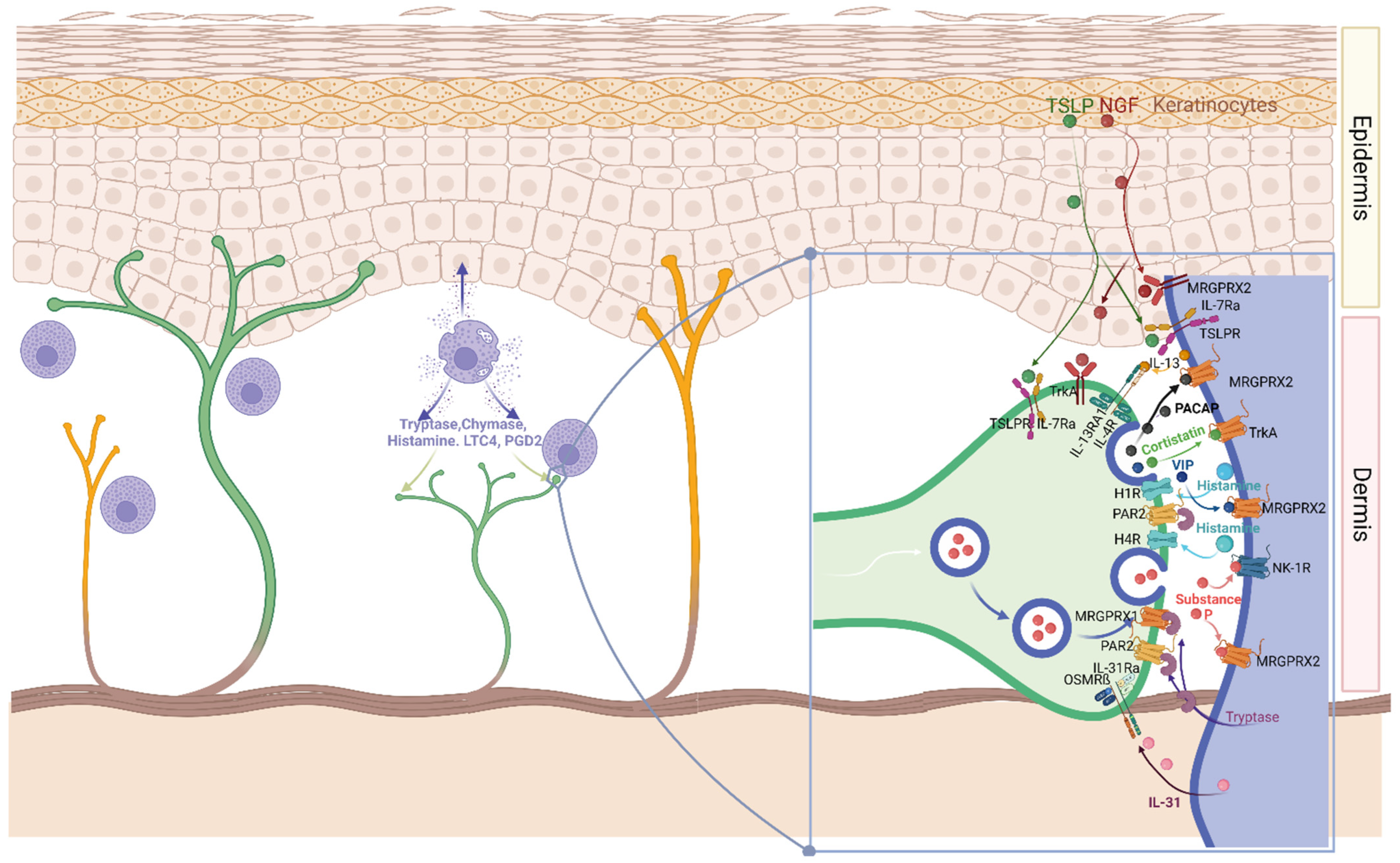 IJMS | Free Full-Text | How &ldquo;Neuronal&rdquo; Are Human Skin Mast  Cells?
