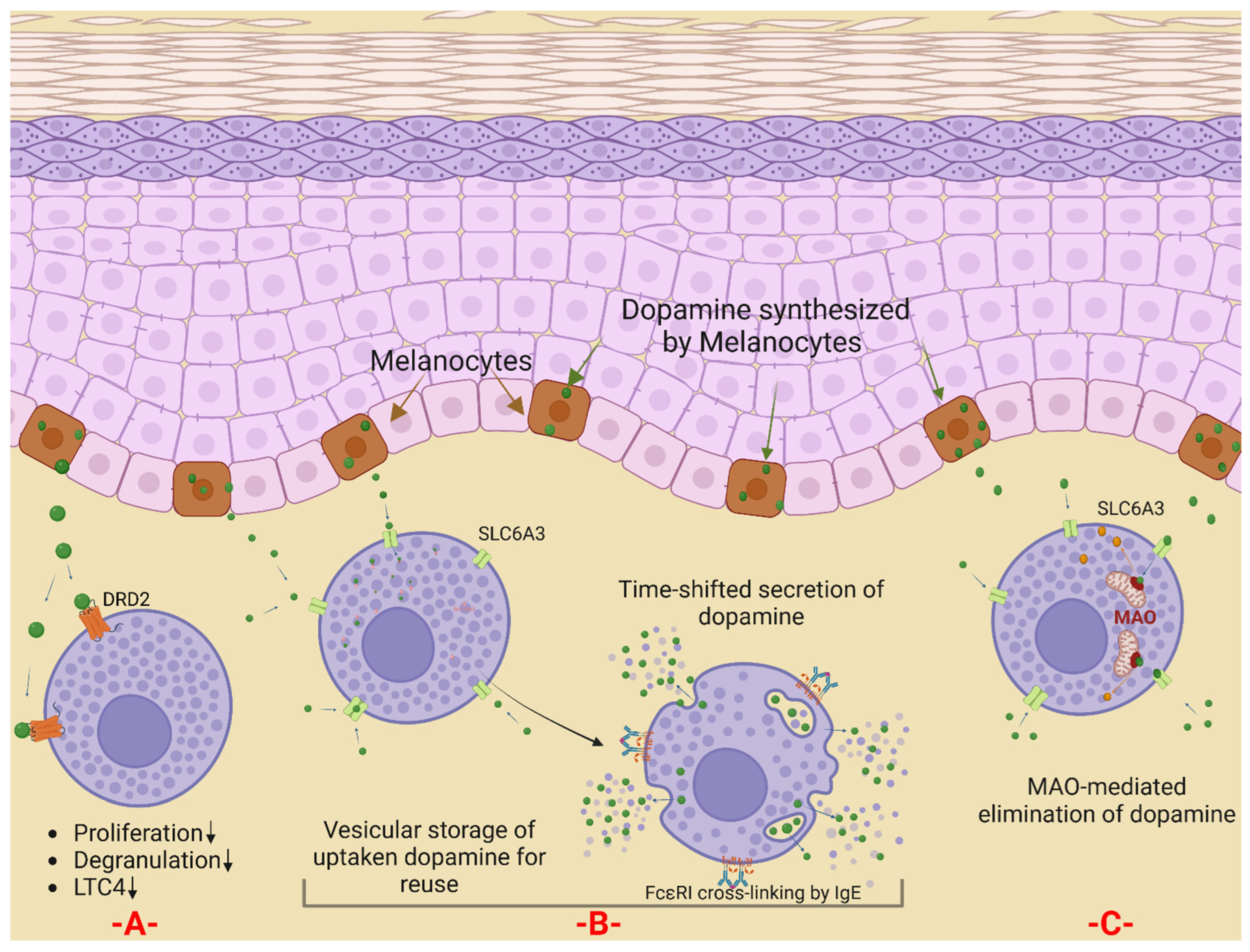 IJMS | Free Full-Text | How &ldquo;Neuronal&rdquo; Are Human Skin Mast  Cells? | HTML