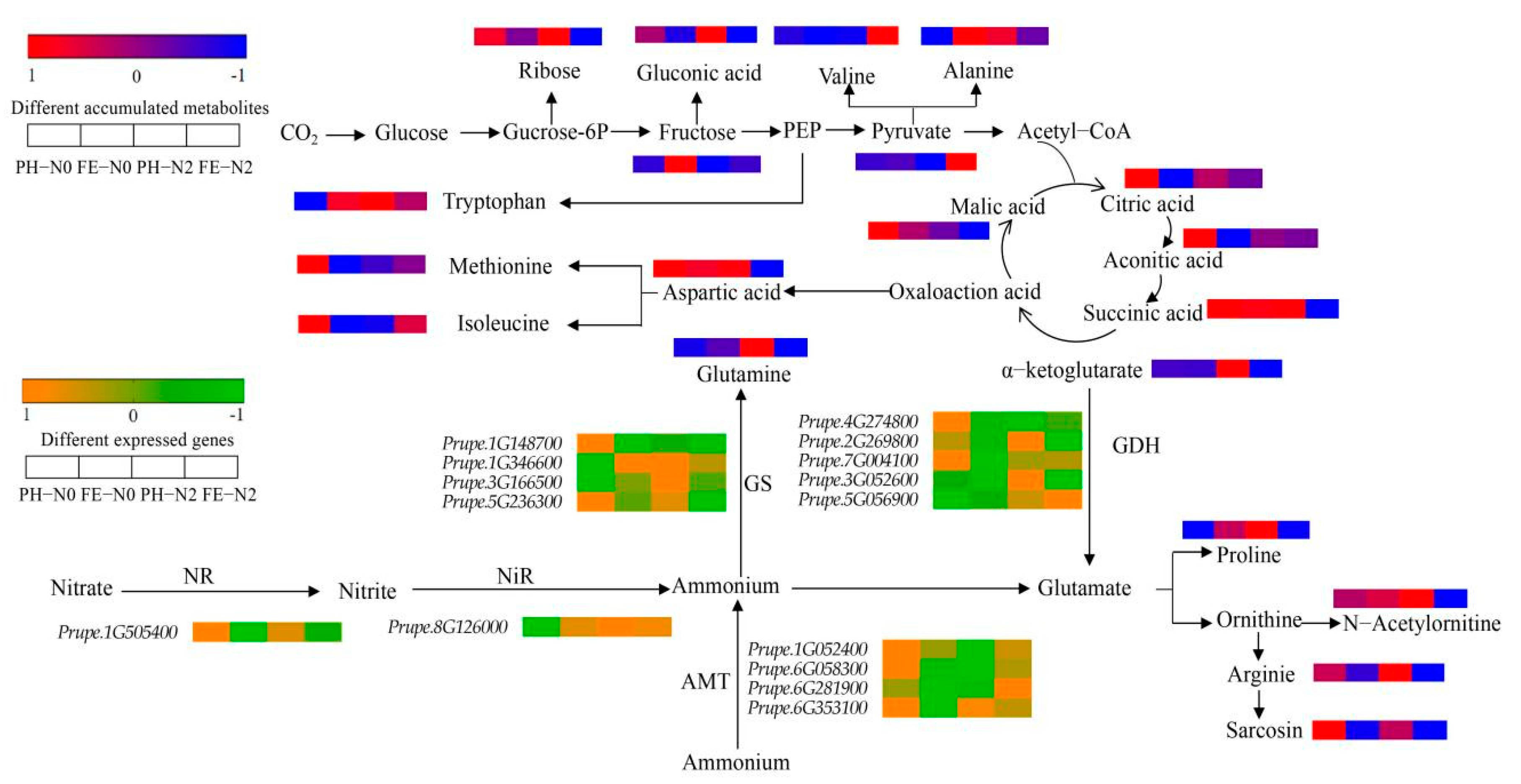 Ijms Free Full Text Integrated Physiological Transcriptomic And Metabolomic Analyses Of 3972