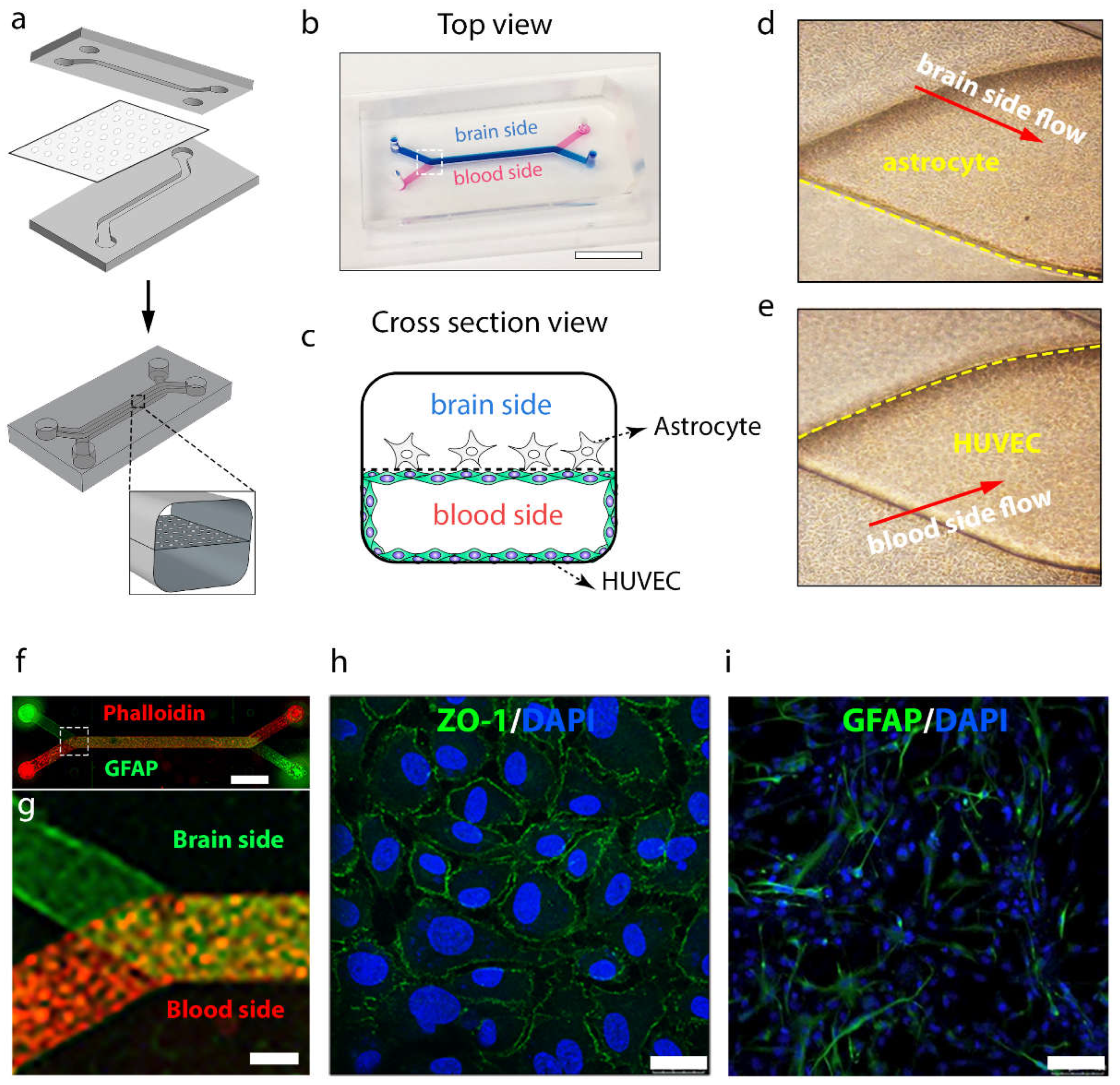 Ijms 23 10885 g007 Ijms 23 10885 g007