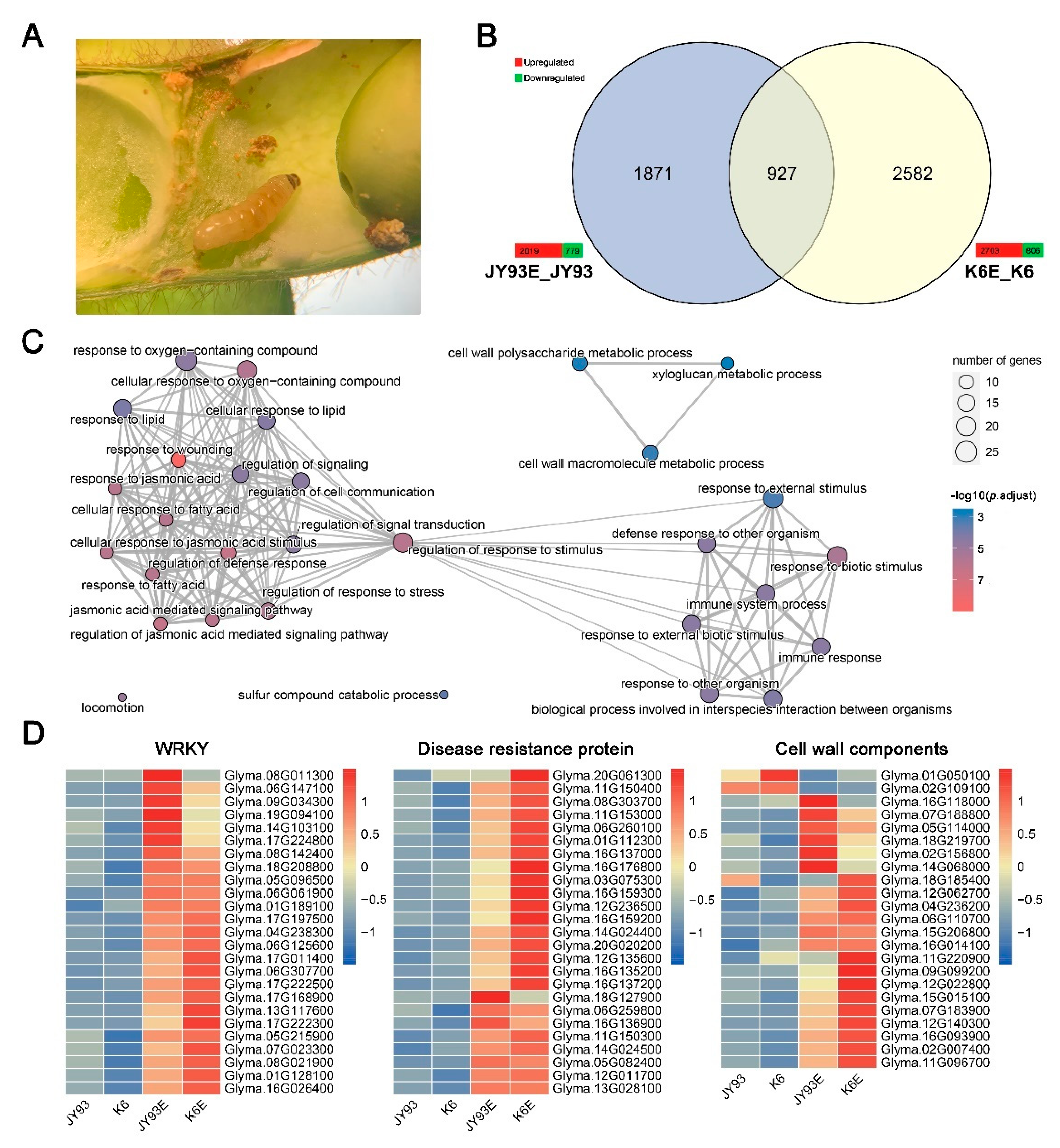 Ijms 23 10910 g003 Ijms 23 10910 g003