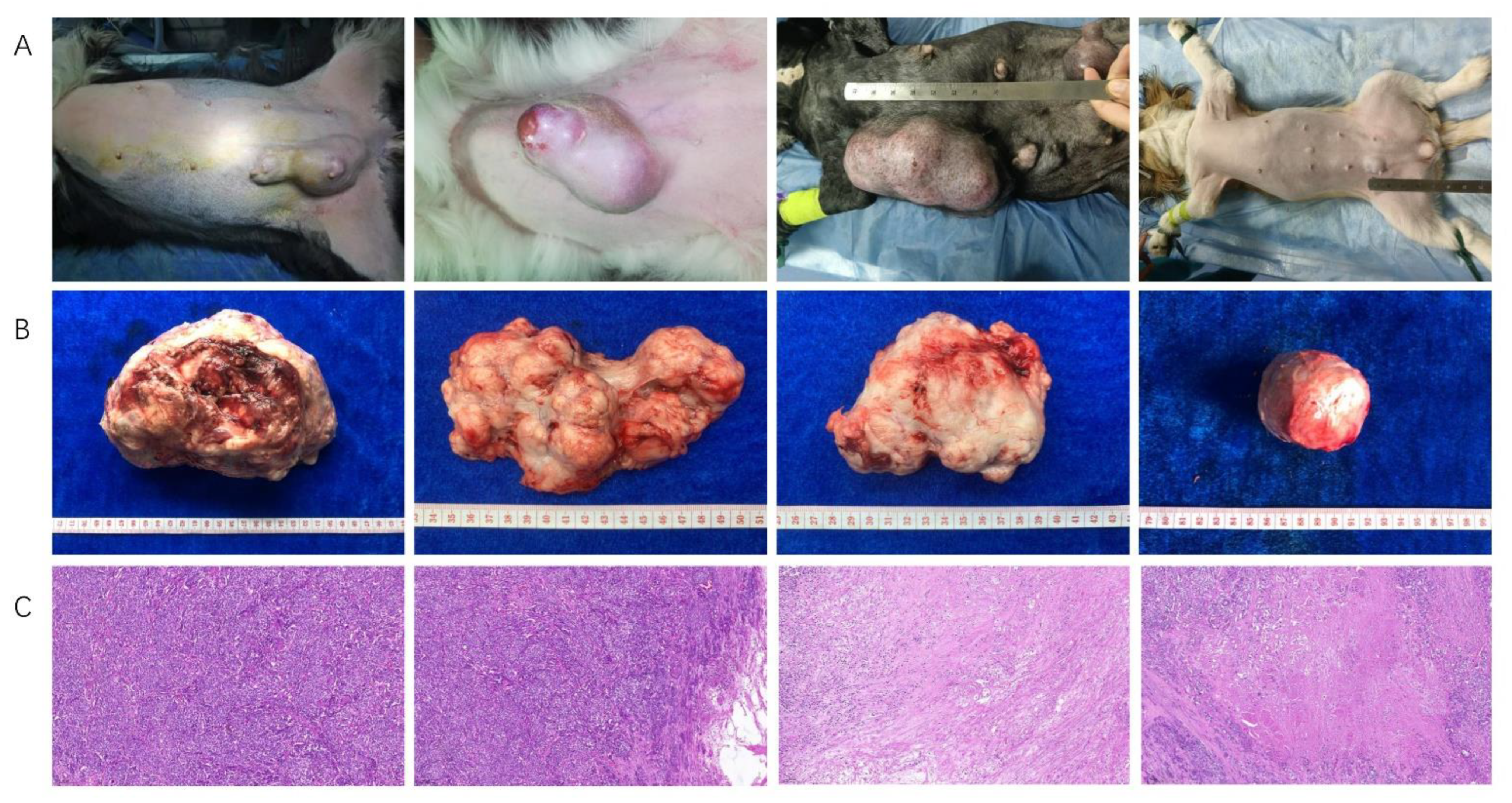 Ijms 23 10928 g001 Ijms 23 10928 g001