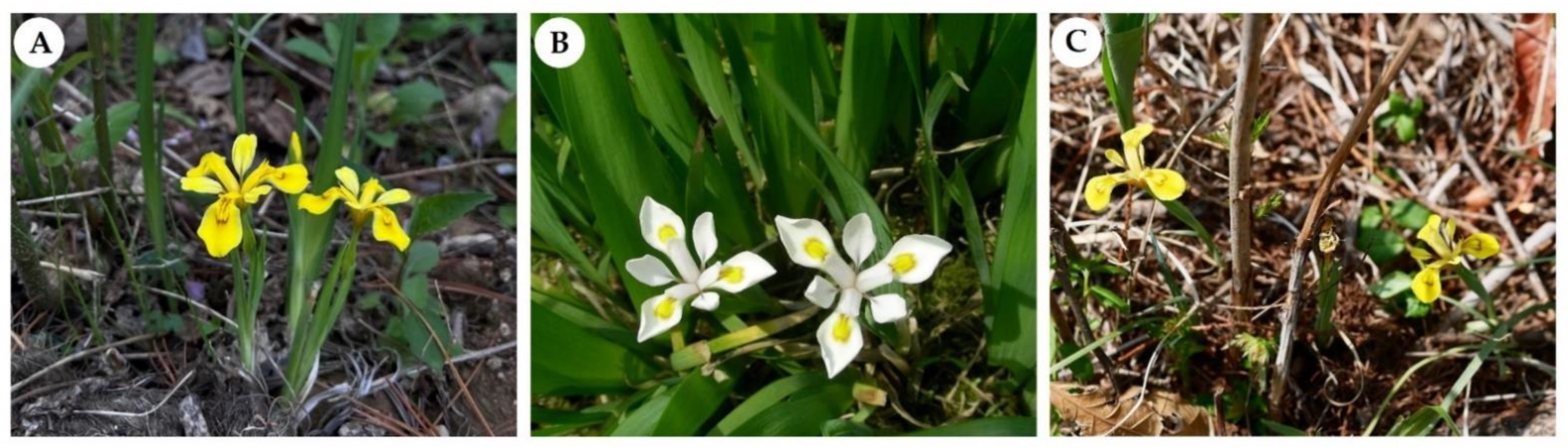 Ijms 23 10929 g001 Ijms 23 10929 g001