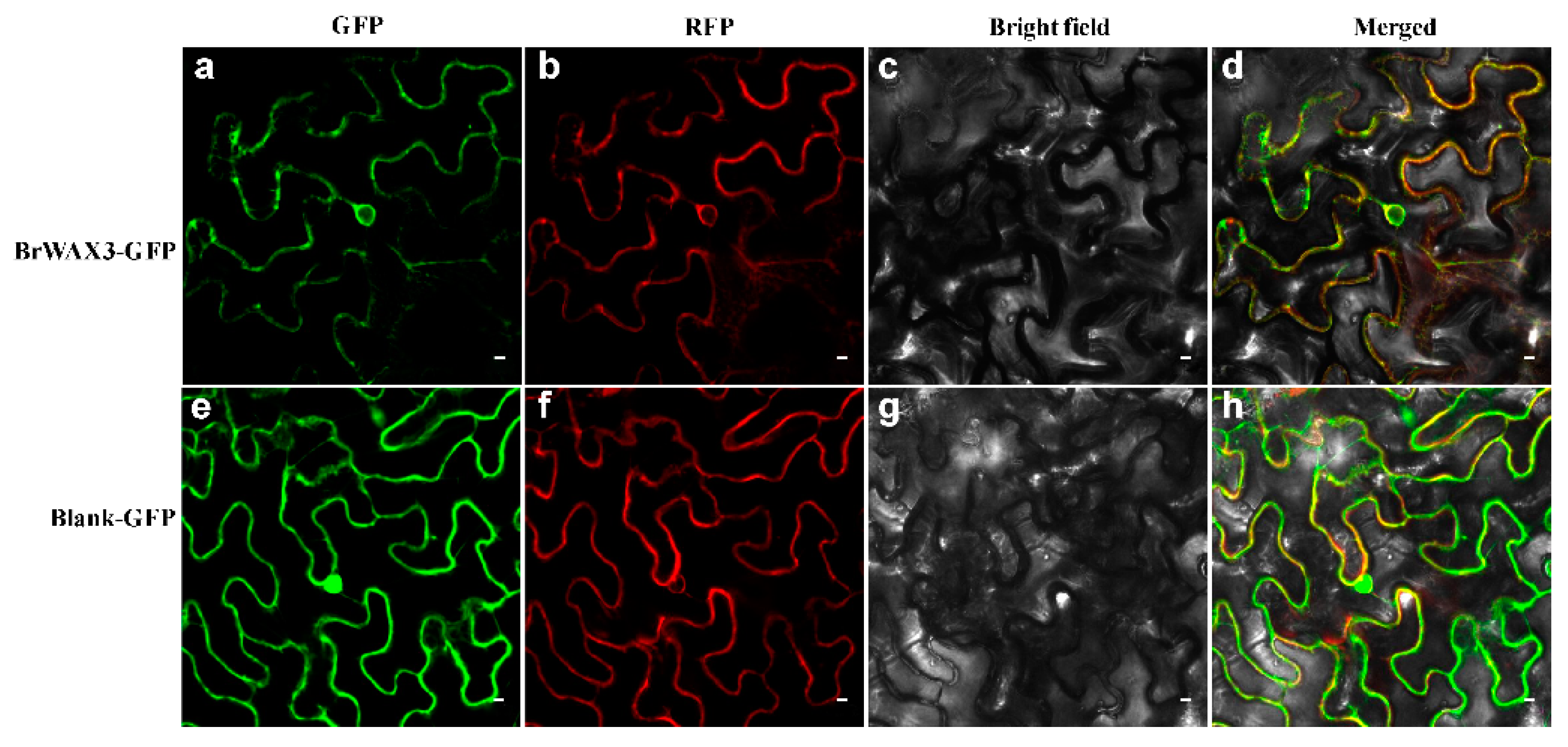Ijms 23 10938 g006 Ijms 23 10938 g006