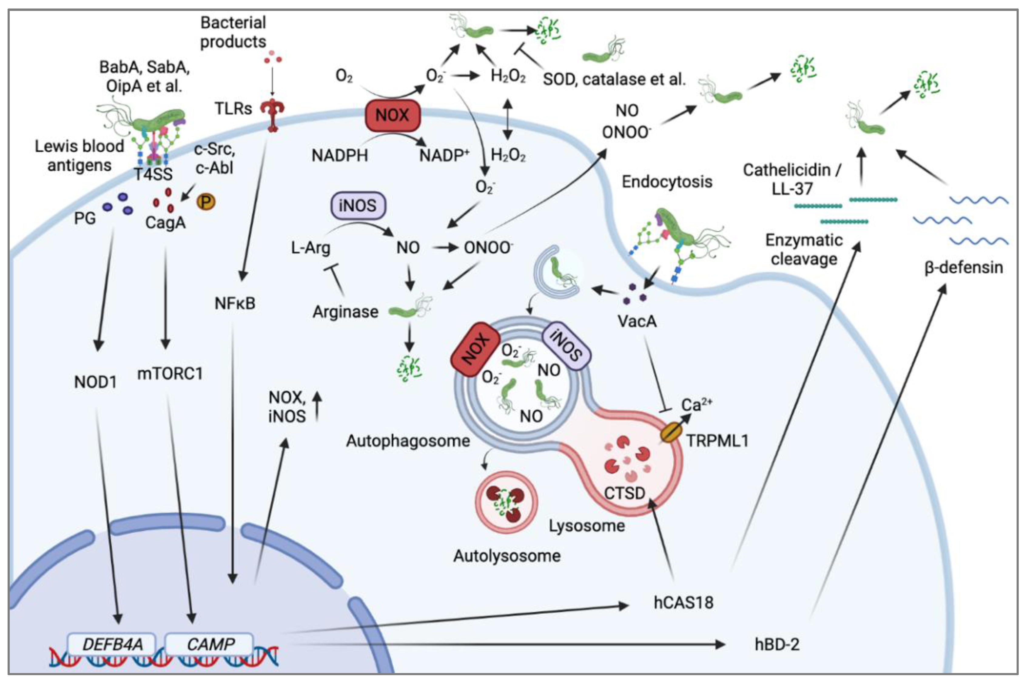 Ijms 23 10941 g001 Ijms 23 10941 g001