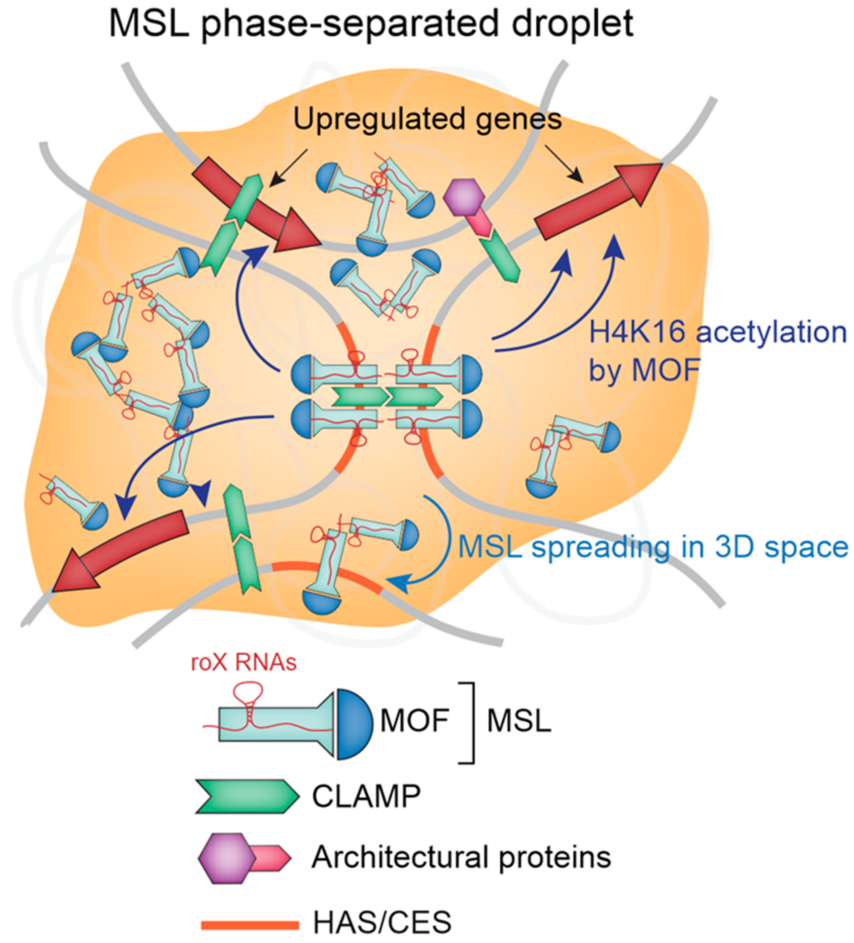 Ijms 23 10976 g001 Ijms 23 10976 g001